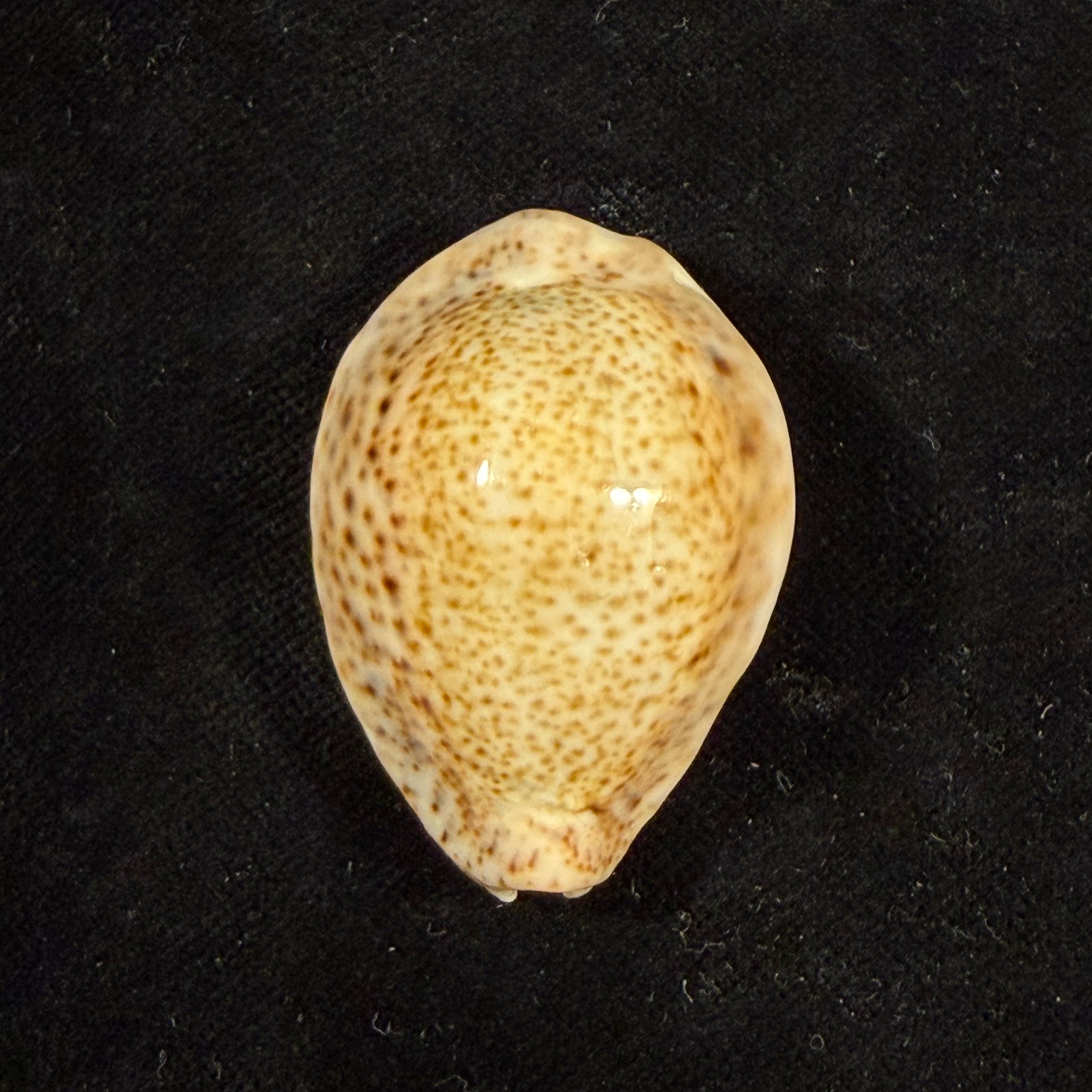 Naria turdus (Lamarck, 1810) - 43,6mm