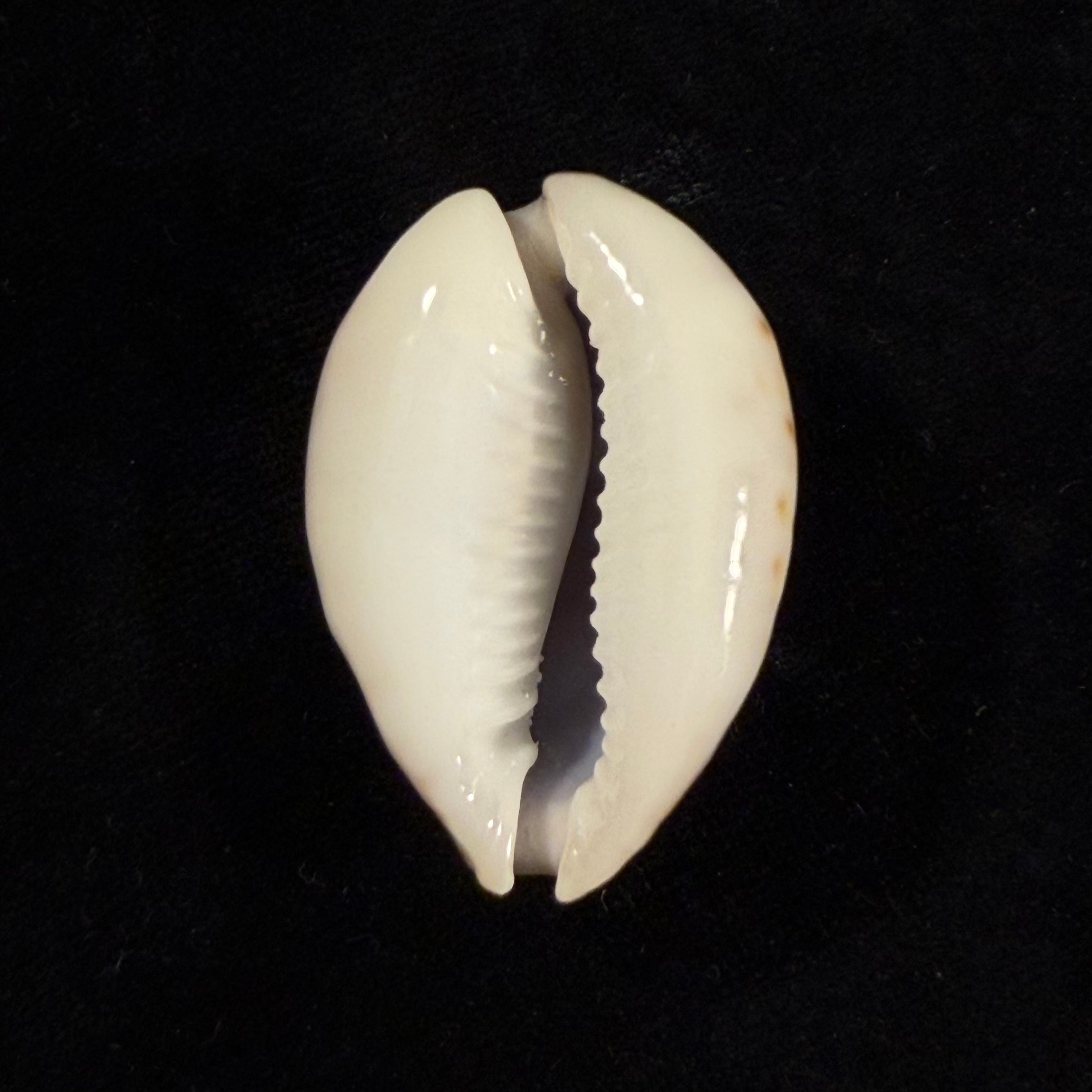 Naria turdus (Lamarck, 1810) - 43,6mm