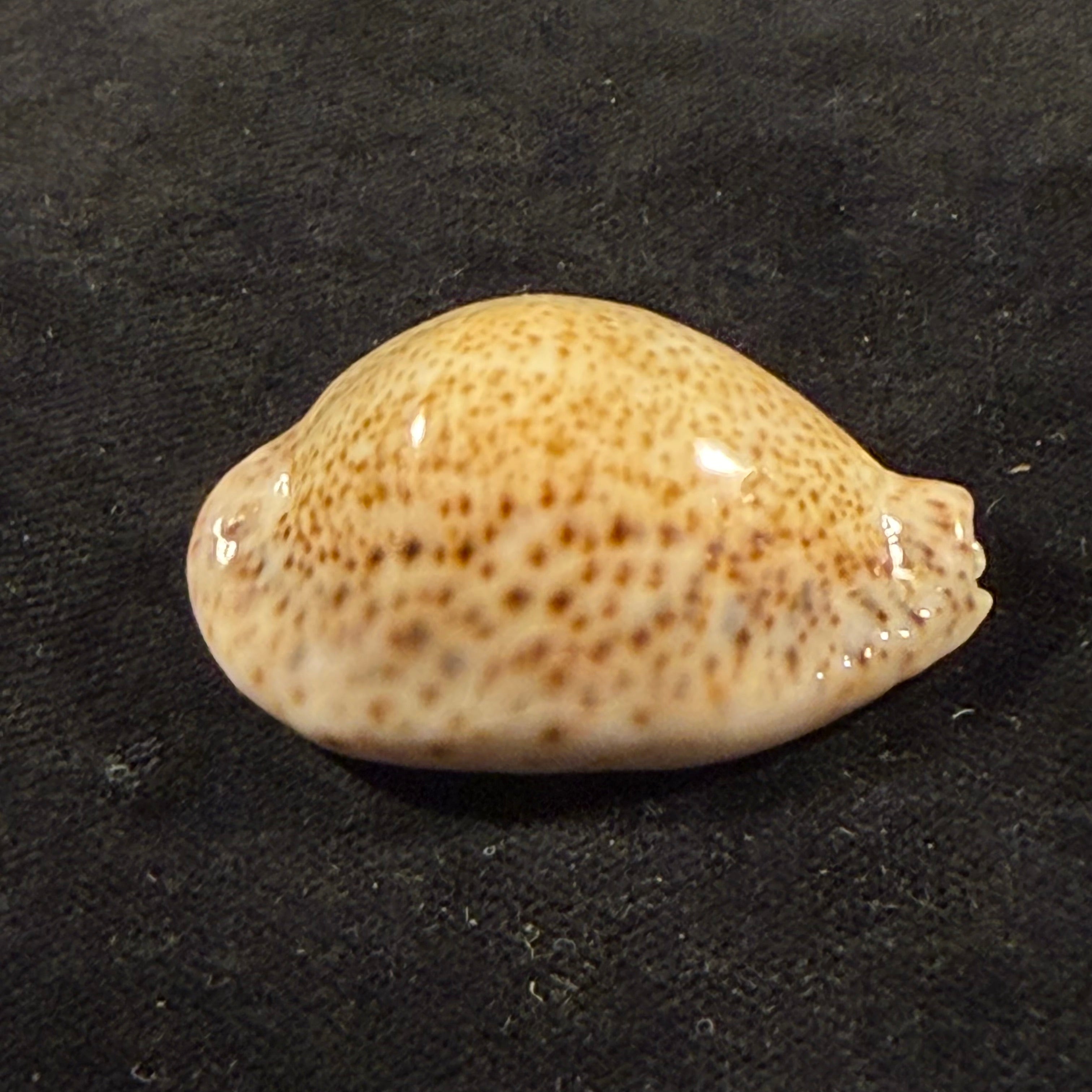 Naria turdus (Lamarck, 1810) - 43,6mm