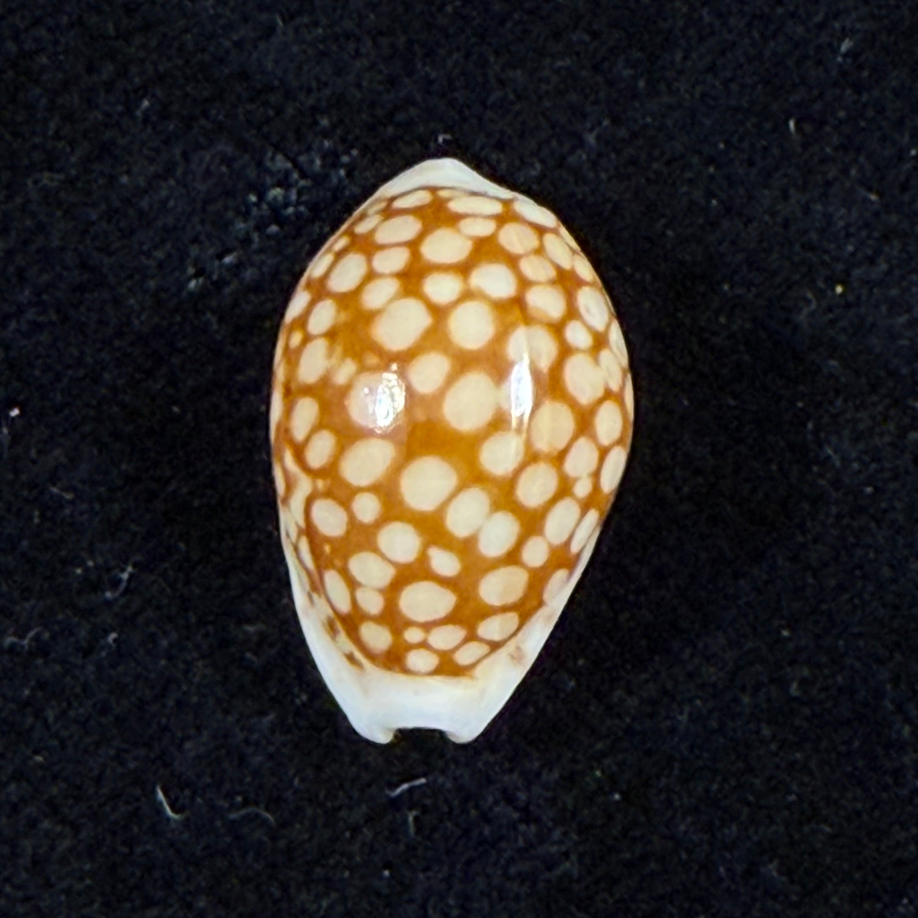 Cribrarula comma toliaraensis Bozzetti, 2007 - 18,3mm