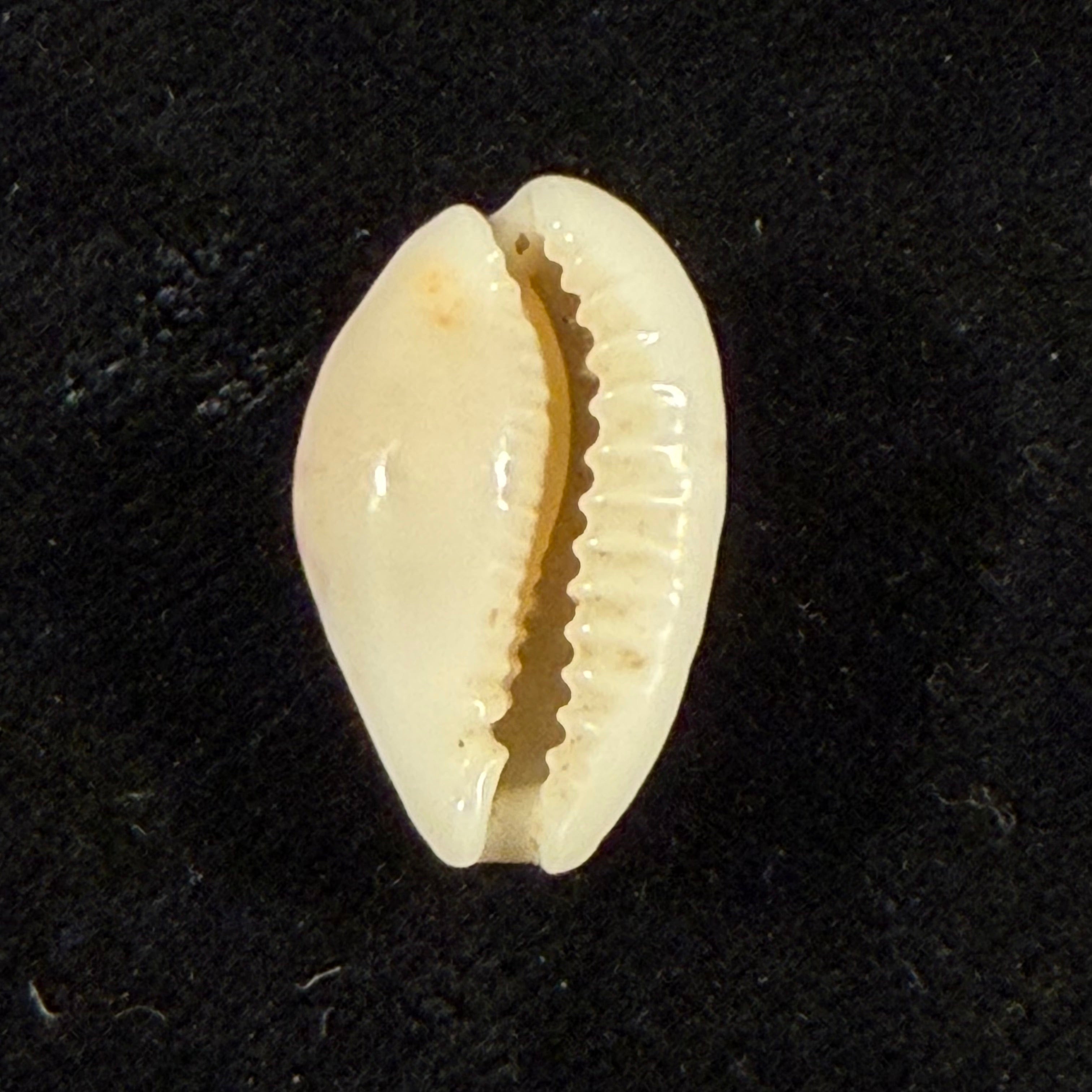 Cribrarula comma toliaraensis Bozzetti, 2007 - 18,3mm