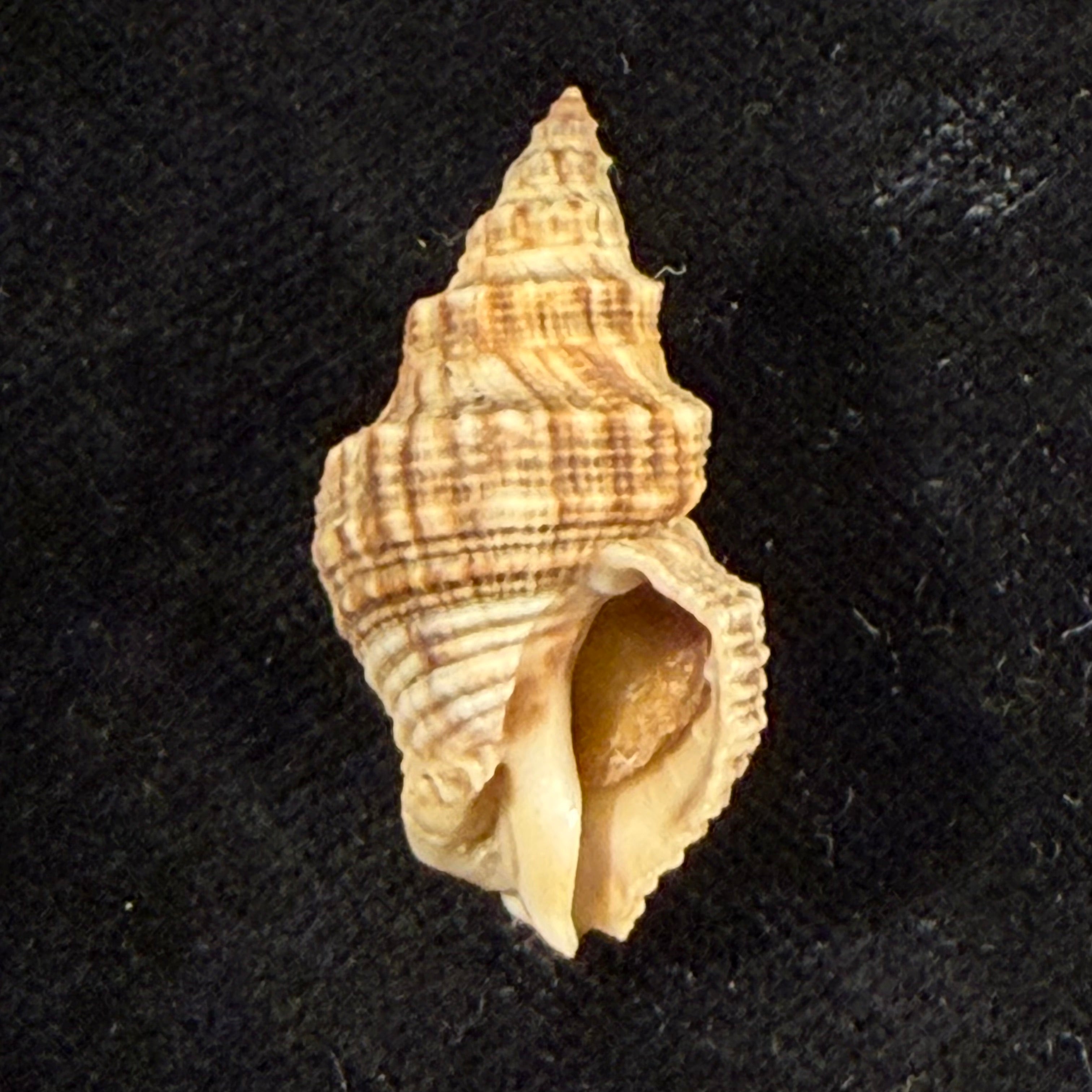Thaisella mariae (Lange de Morretes, 1954) - 29,8mm