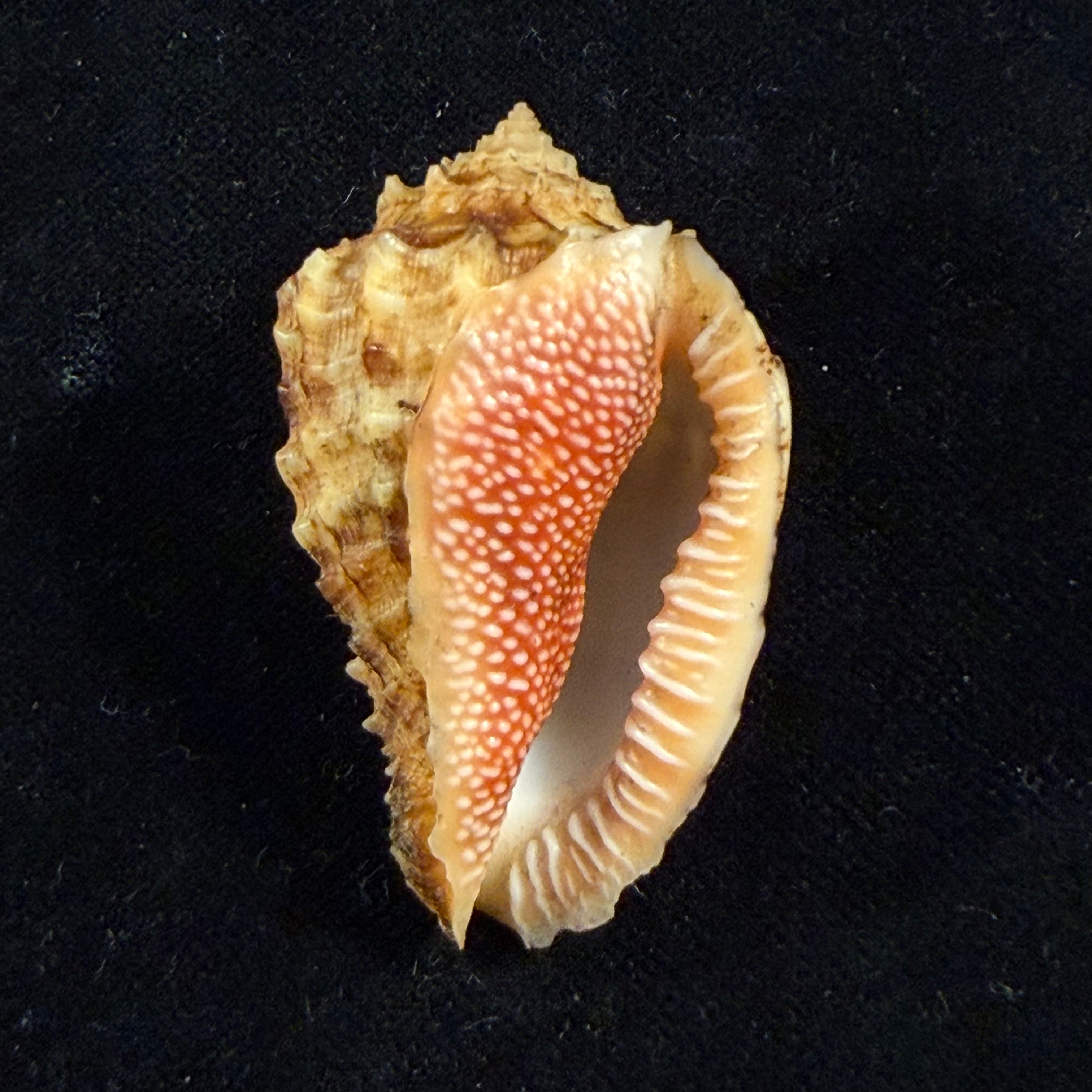 Morum dennisoni (Reeve, 1842) - 48,4mm