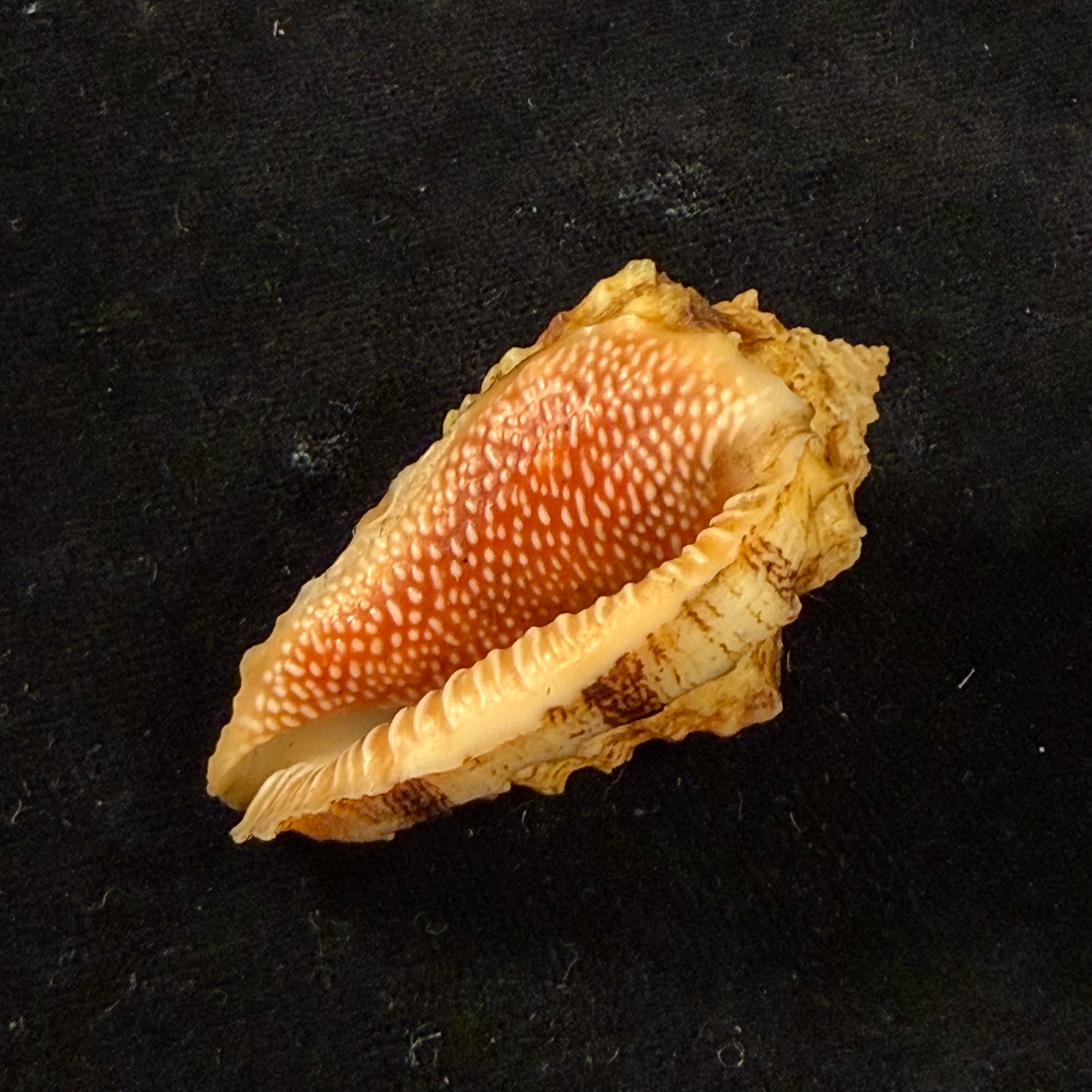 Morum dennisoni (Reeve, 1842) - 48,4mm
