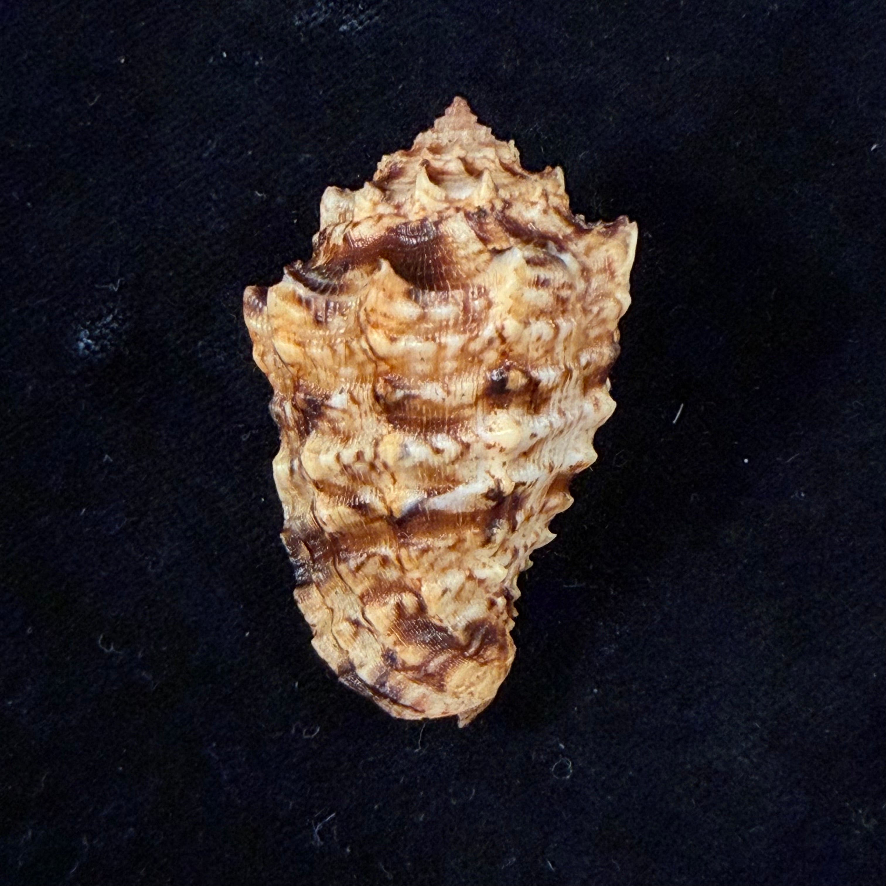 Morum dennisoni (Reeve, 1842) - 45,4mm