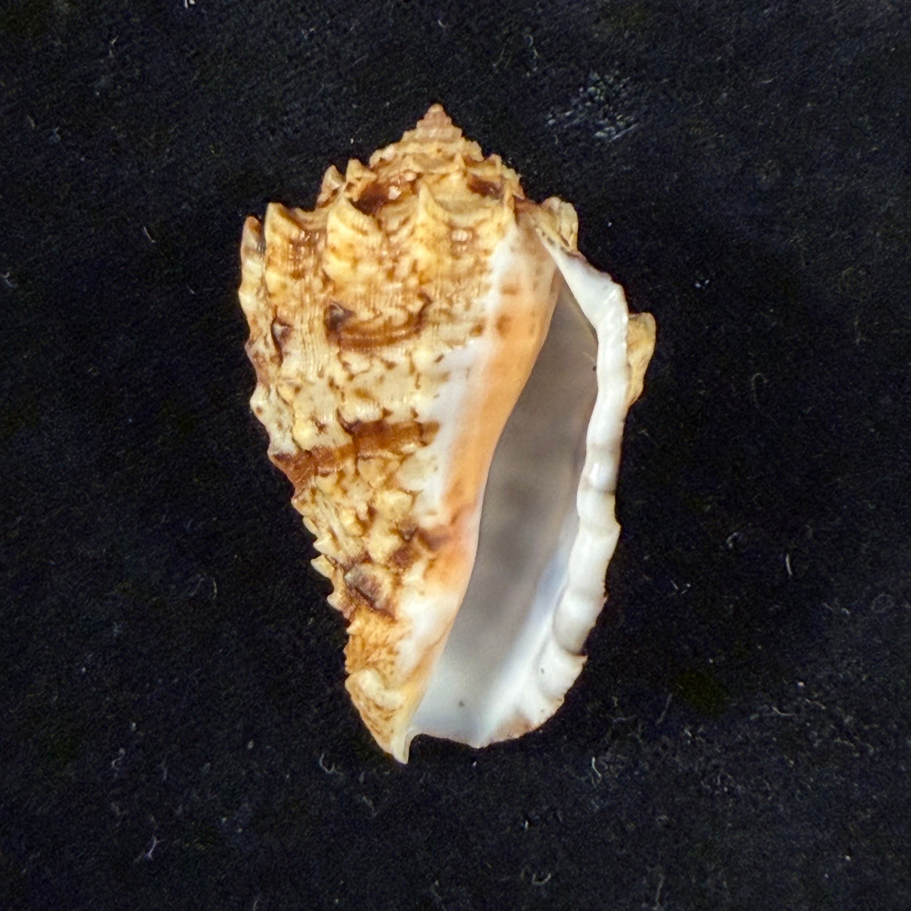 Morum dennisoni (Reeve, 1842) - 45,4mm