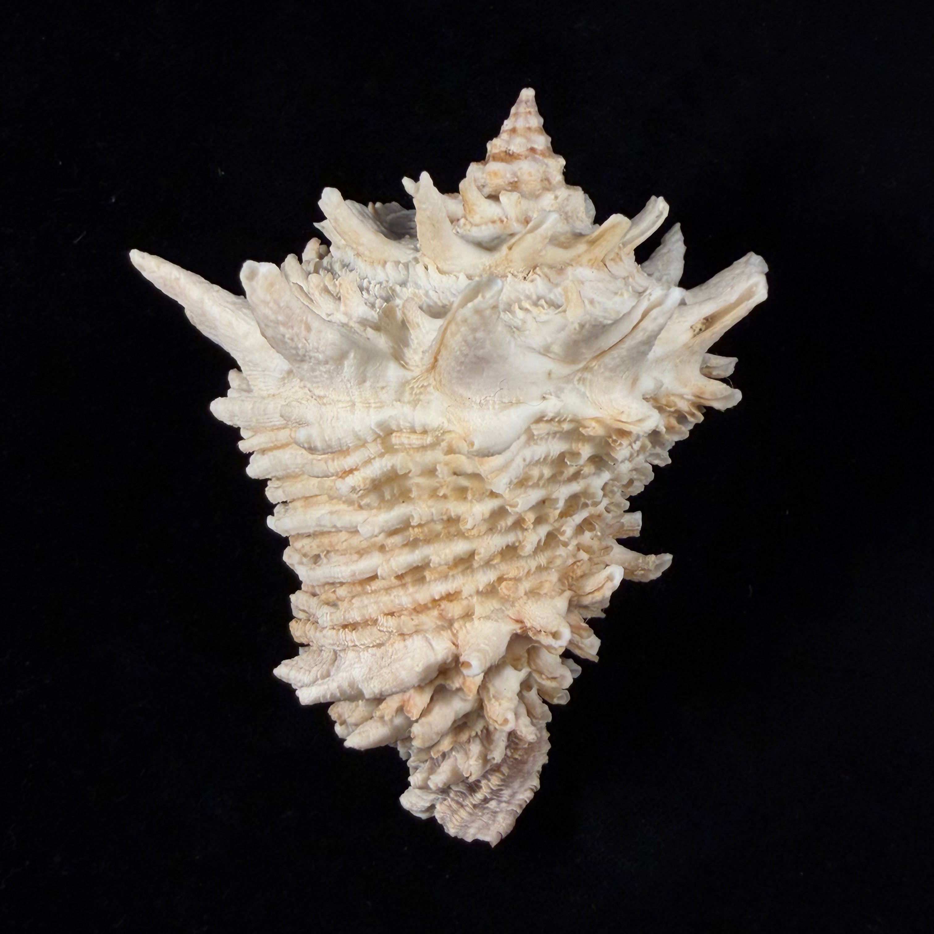 Aristovasum cassiforme (Kiener, 1840) - 106,1mm