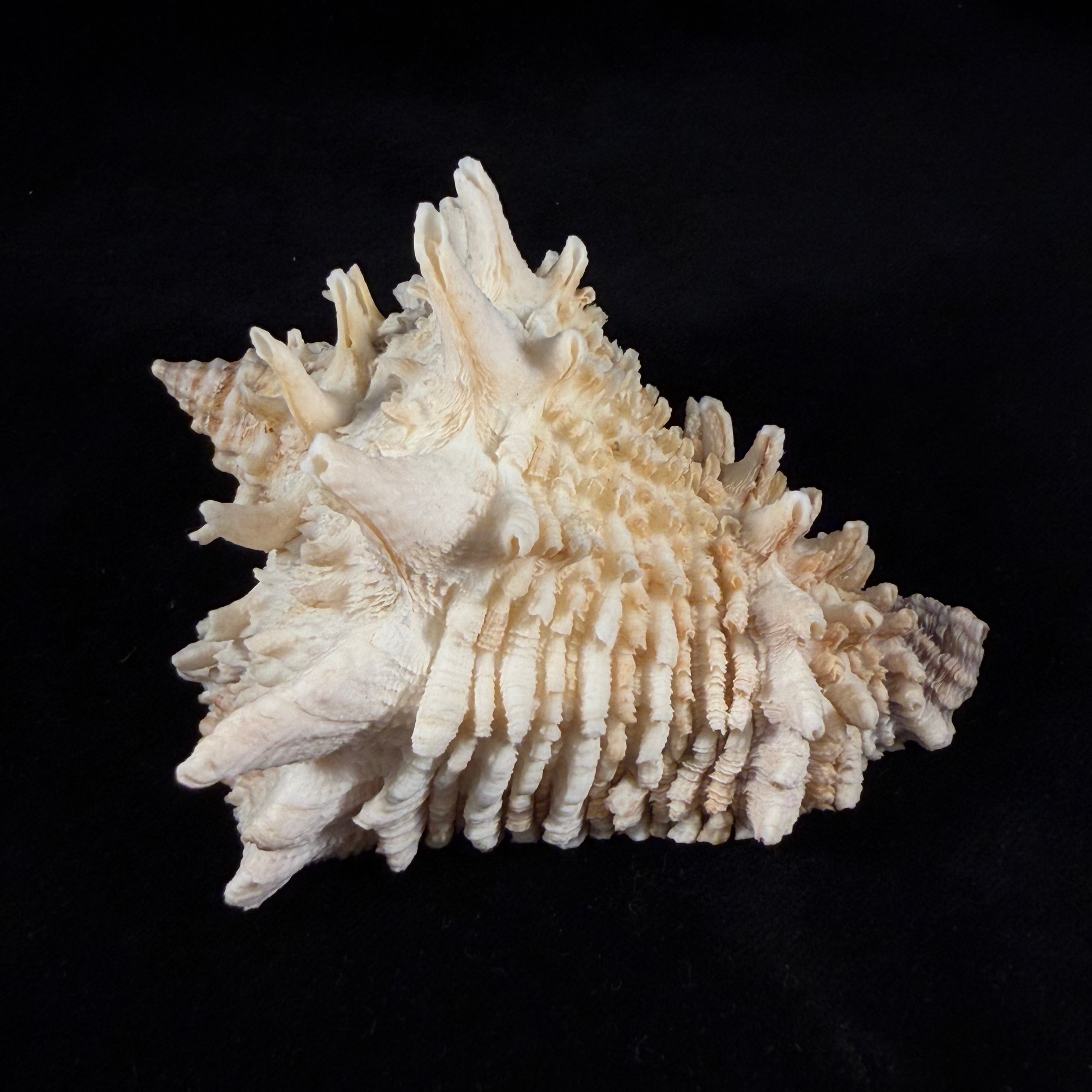 Aristovasum cassiforme (Kiener, 1840) - 106,1mm