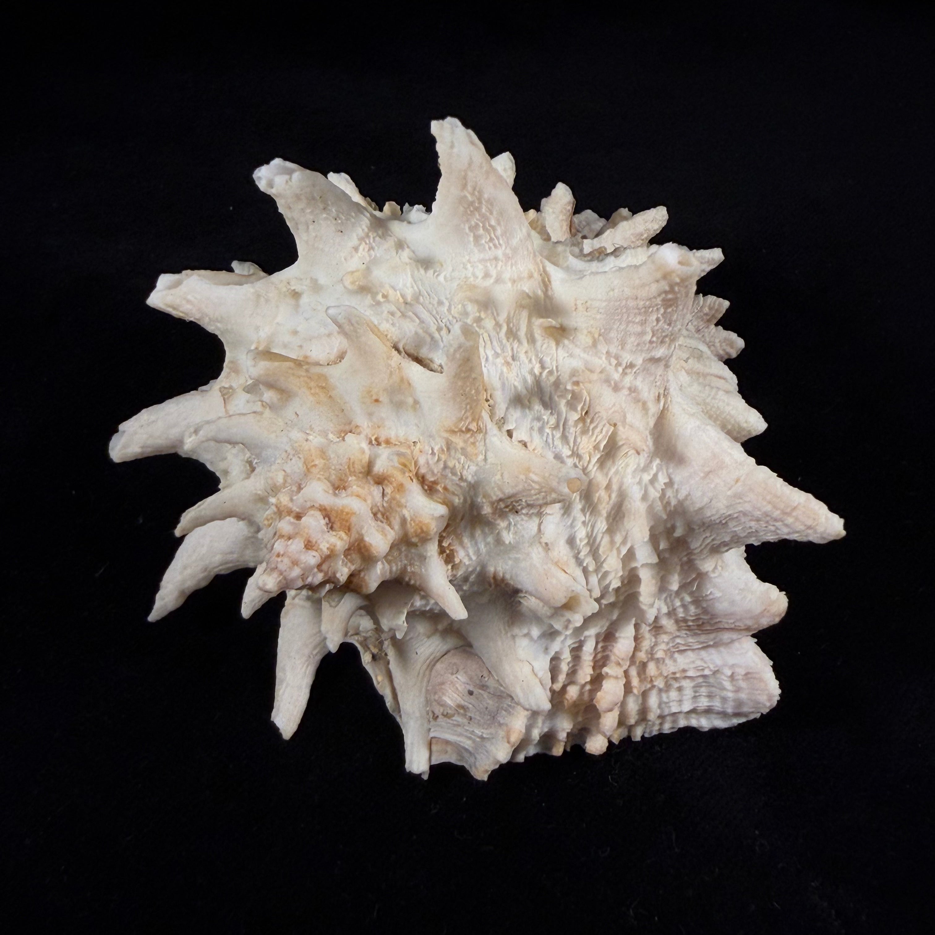 Aristovasum cassiforme (Kiener, 1840) - 106,1mm