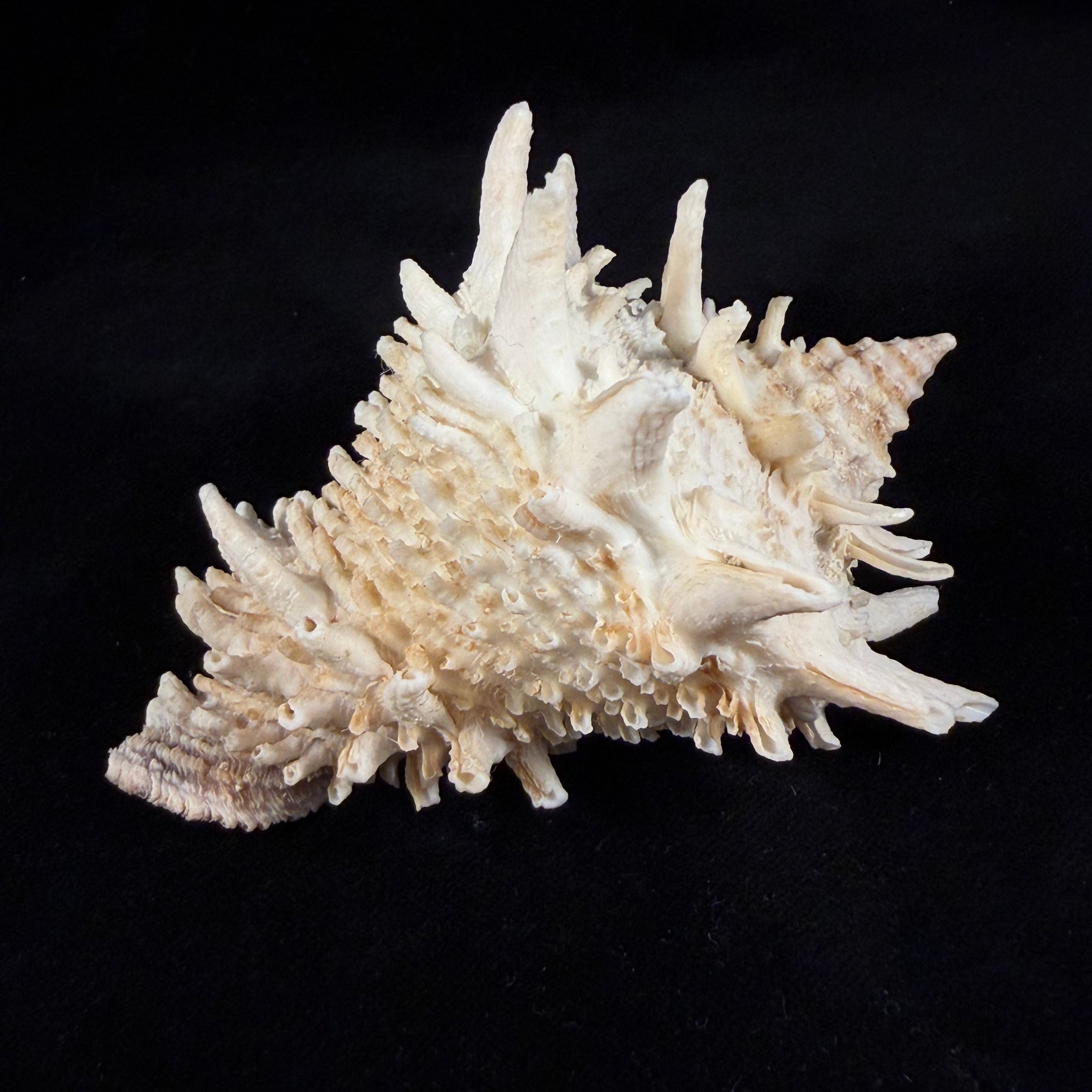 Aristovasum cassiforme (Kiener, 1840) - 106,1mm