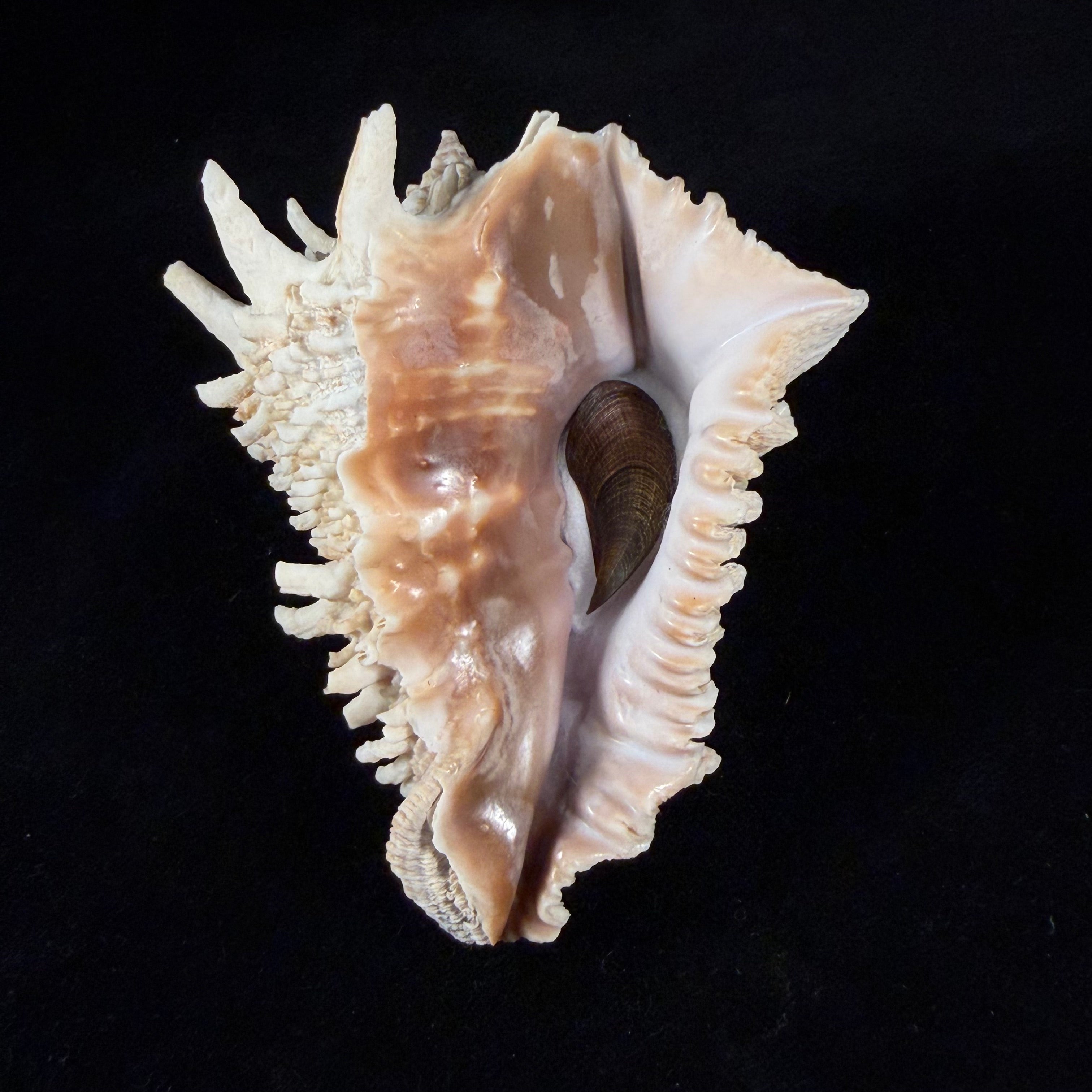 Aristovasum cassiforme (Kiener, 1840) - 106,1mm