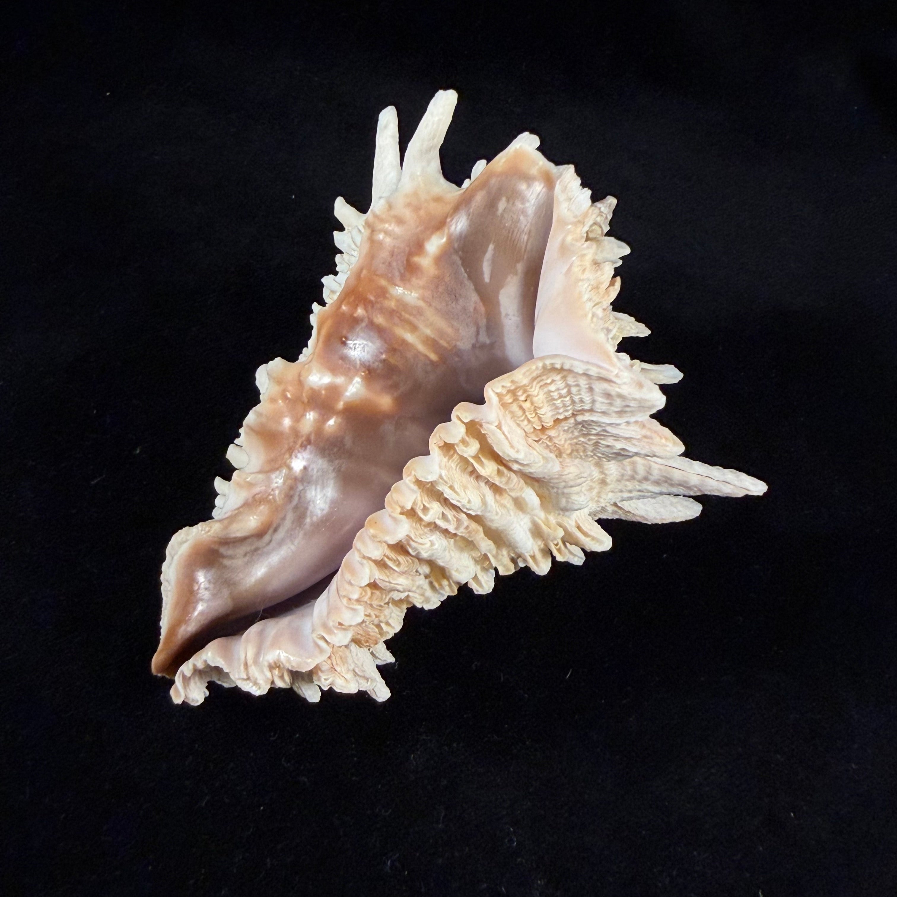 Aristovasum cassiforme (Kiener, 1840) - 106,1mm