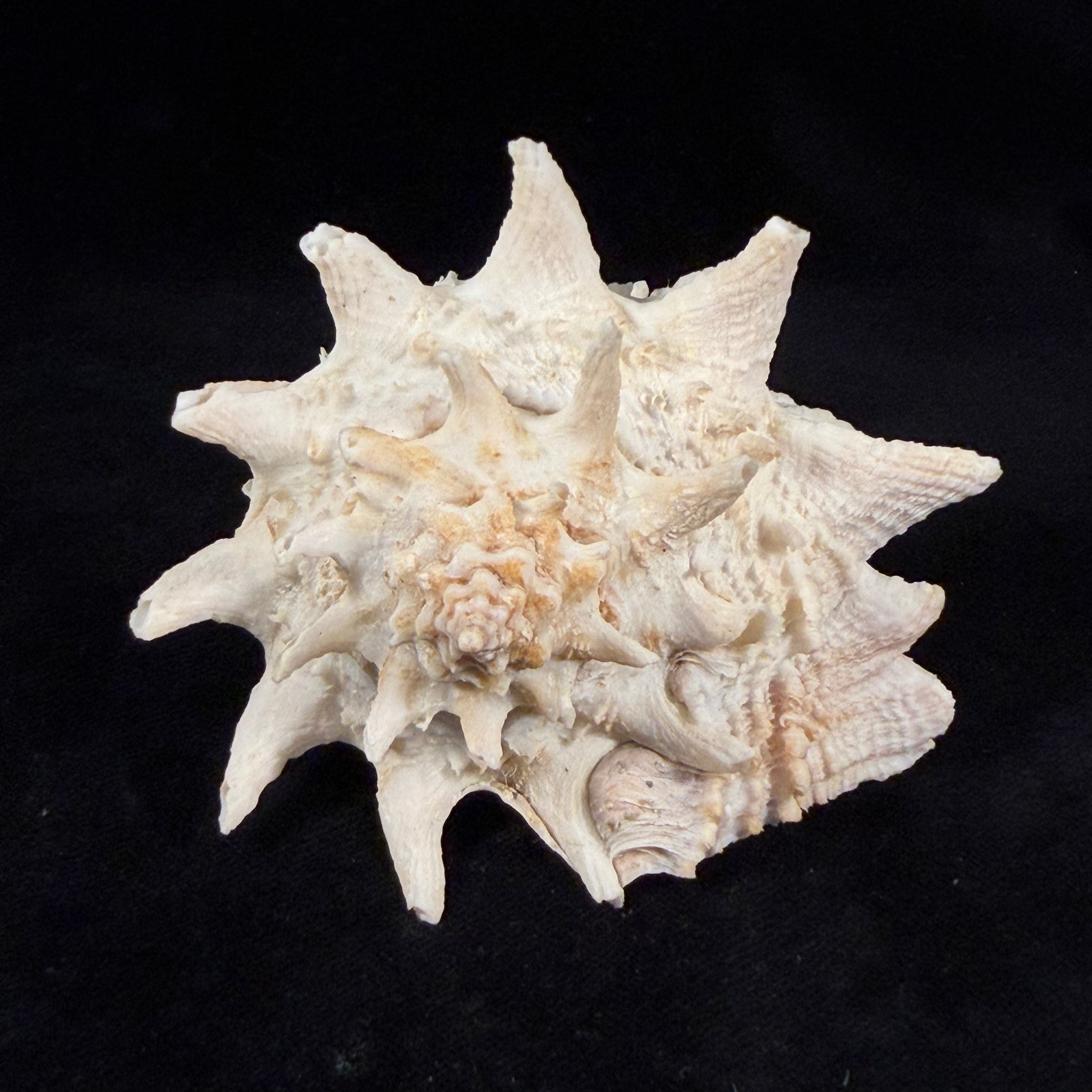 Aristovasum cassiforme (Kiener, 1840) - 106,1mm