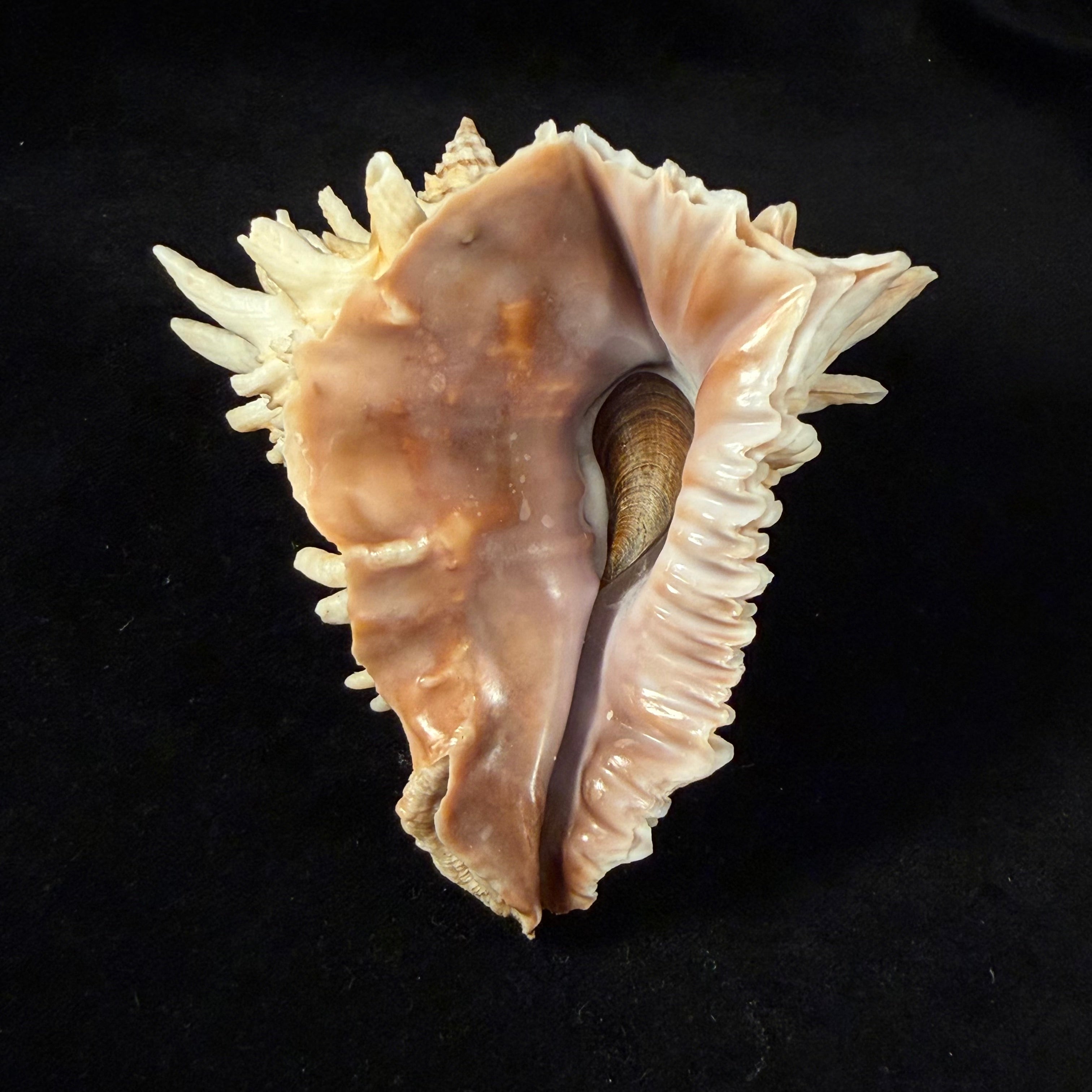 Aristovasum cassiforme (Kiener, 1840) - 108mm
