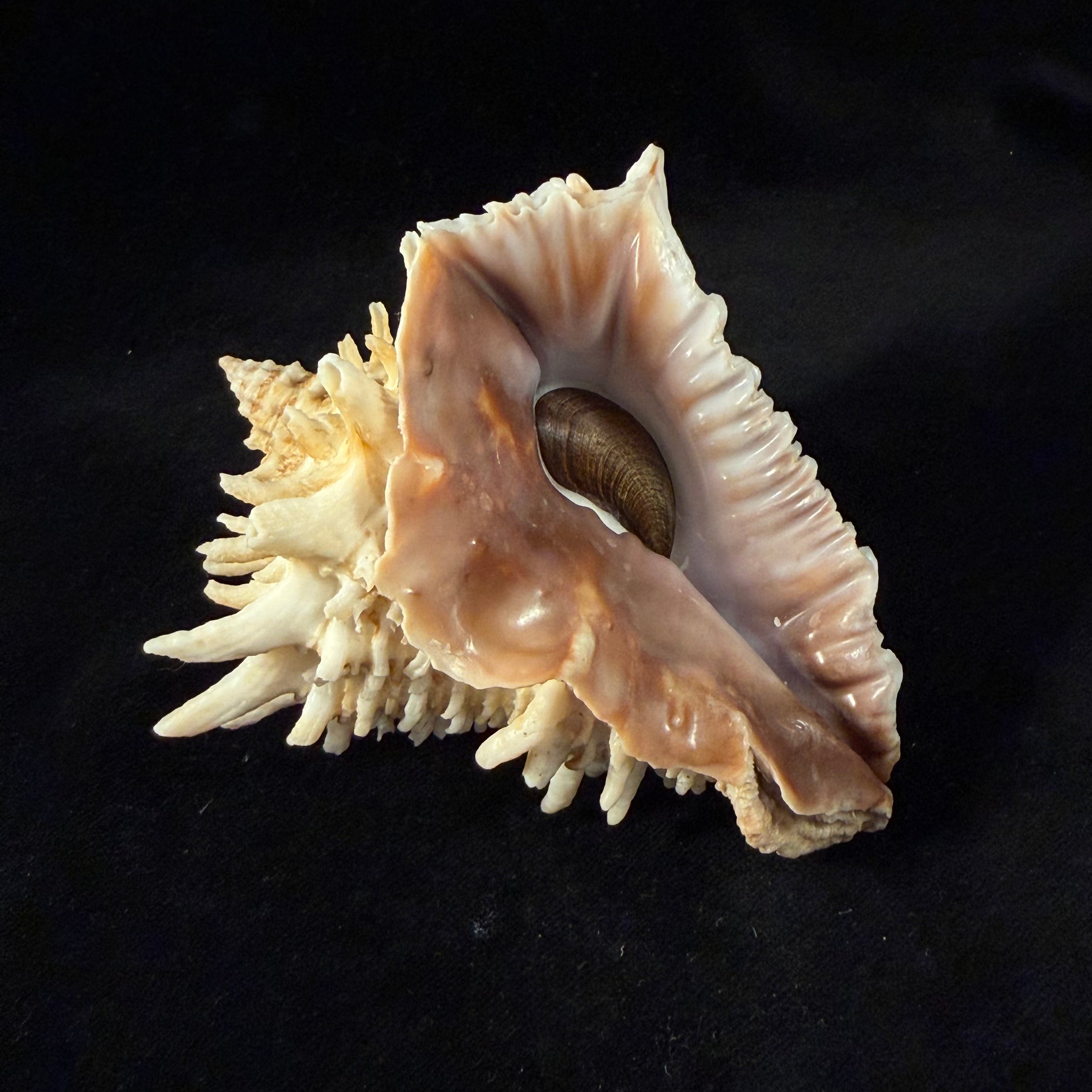 Aristovasum cassiforme (Kiener, 1840) - 108mm