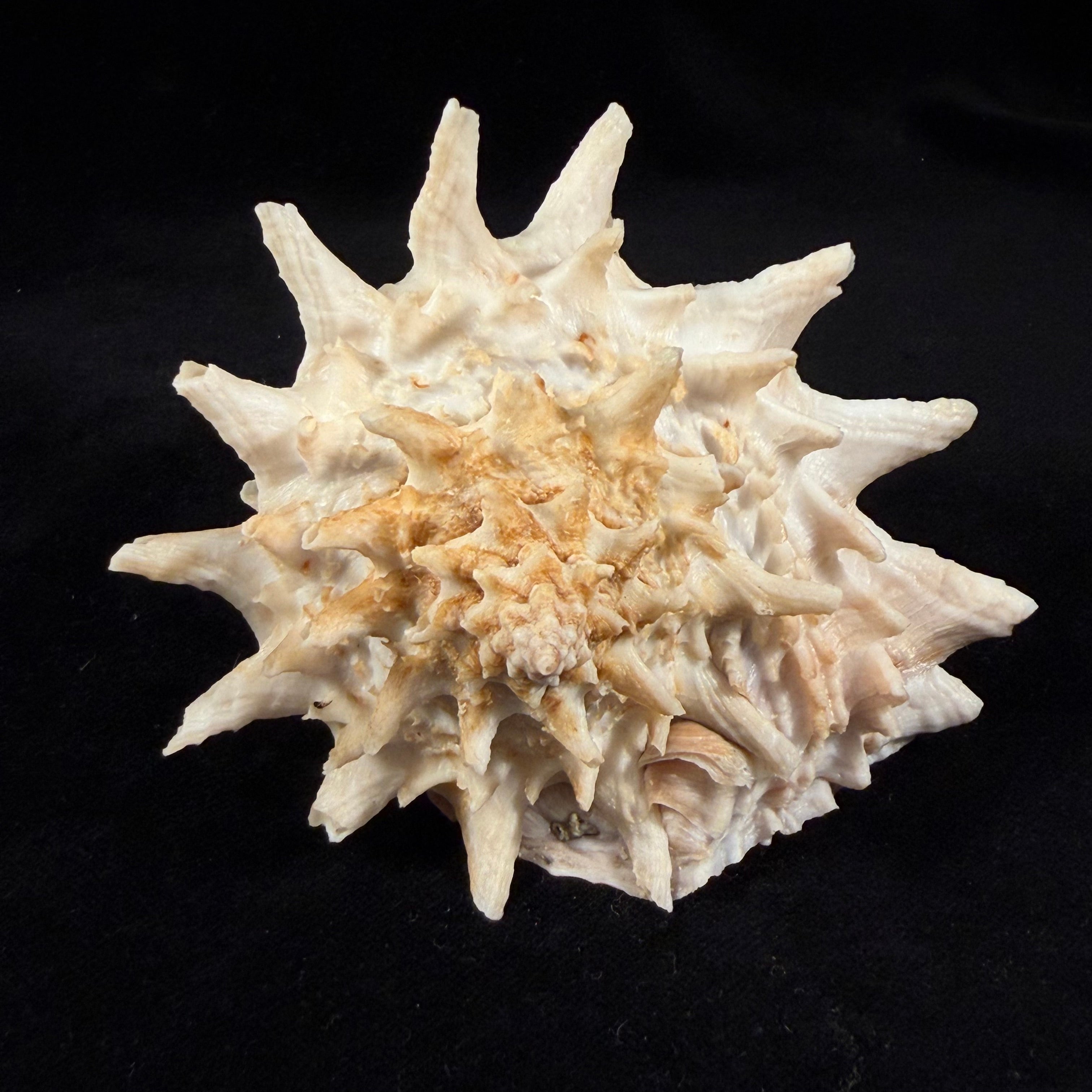 Aristovasum cassiforme (Kiener, 1840) - 108mm