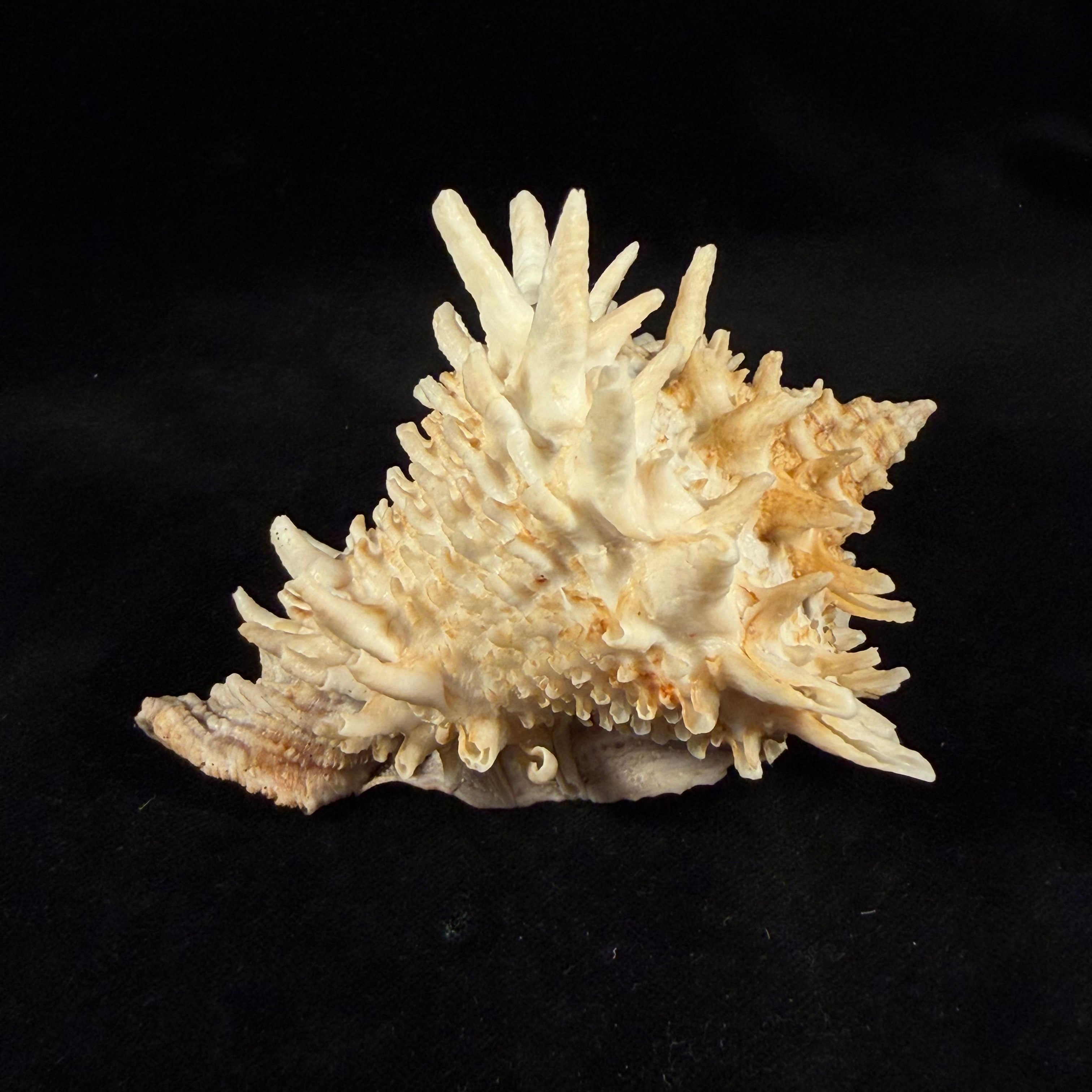 Aristovasum cassiforme (Kiener, 1840) - 108mm