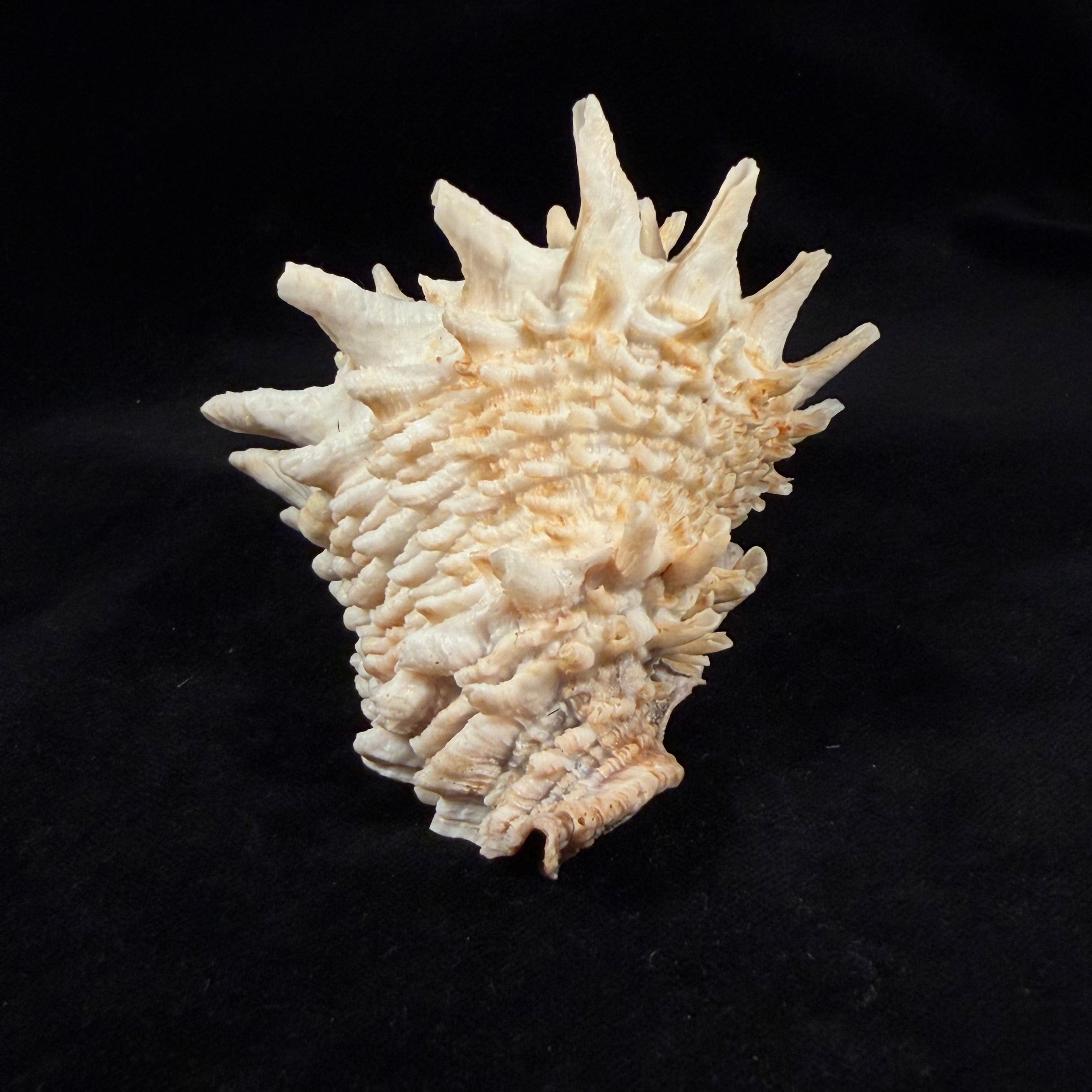 Aristovasum cassiforme (Kiener, 1840) - 108mm