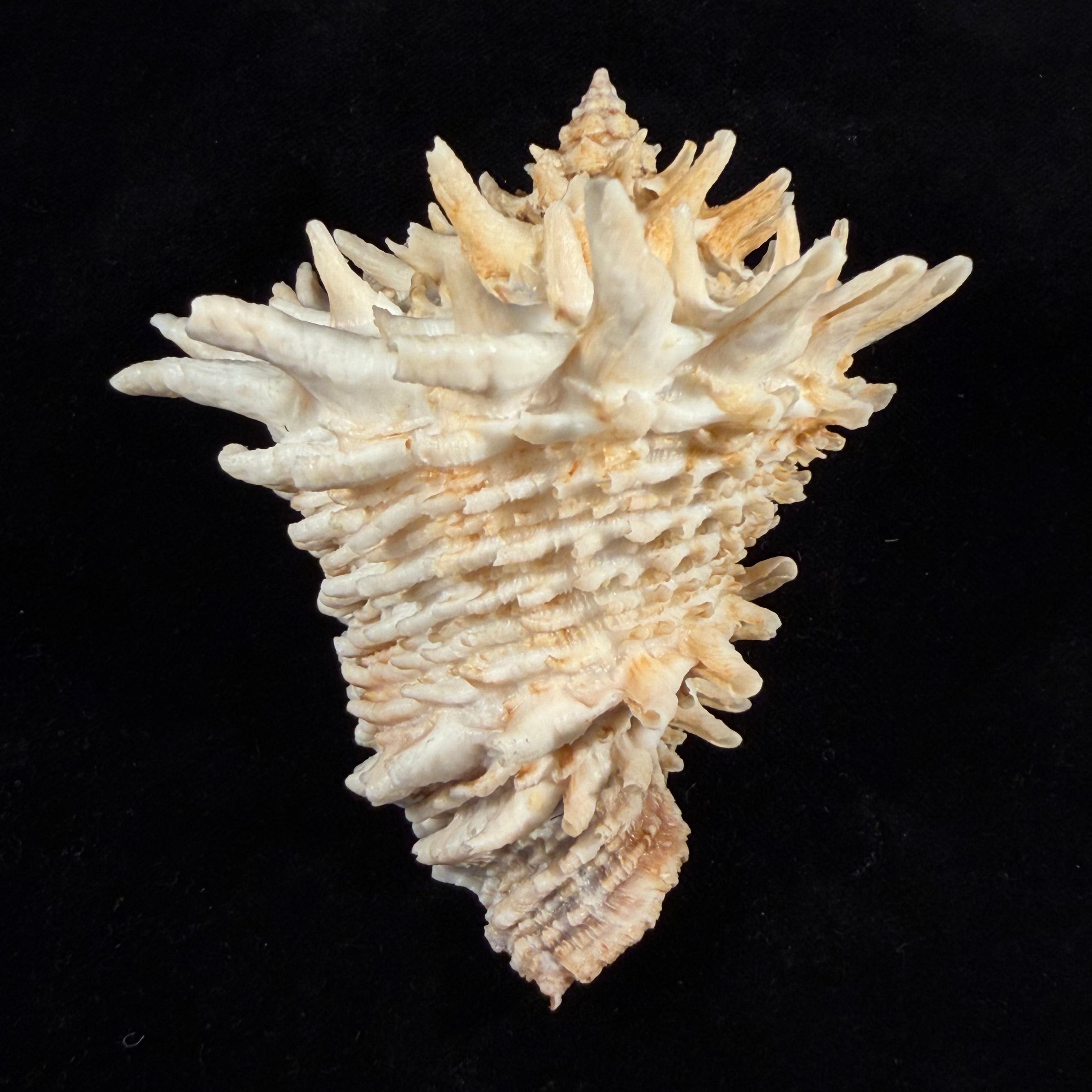 Aristovasum cassiforme (Kiener, 1840) - 108mm