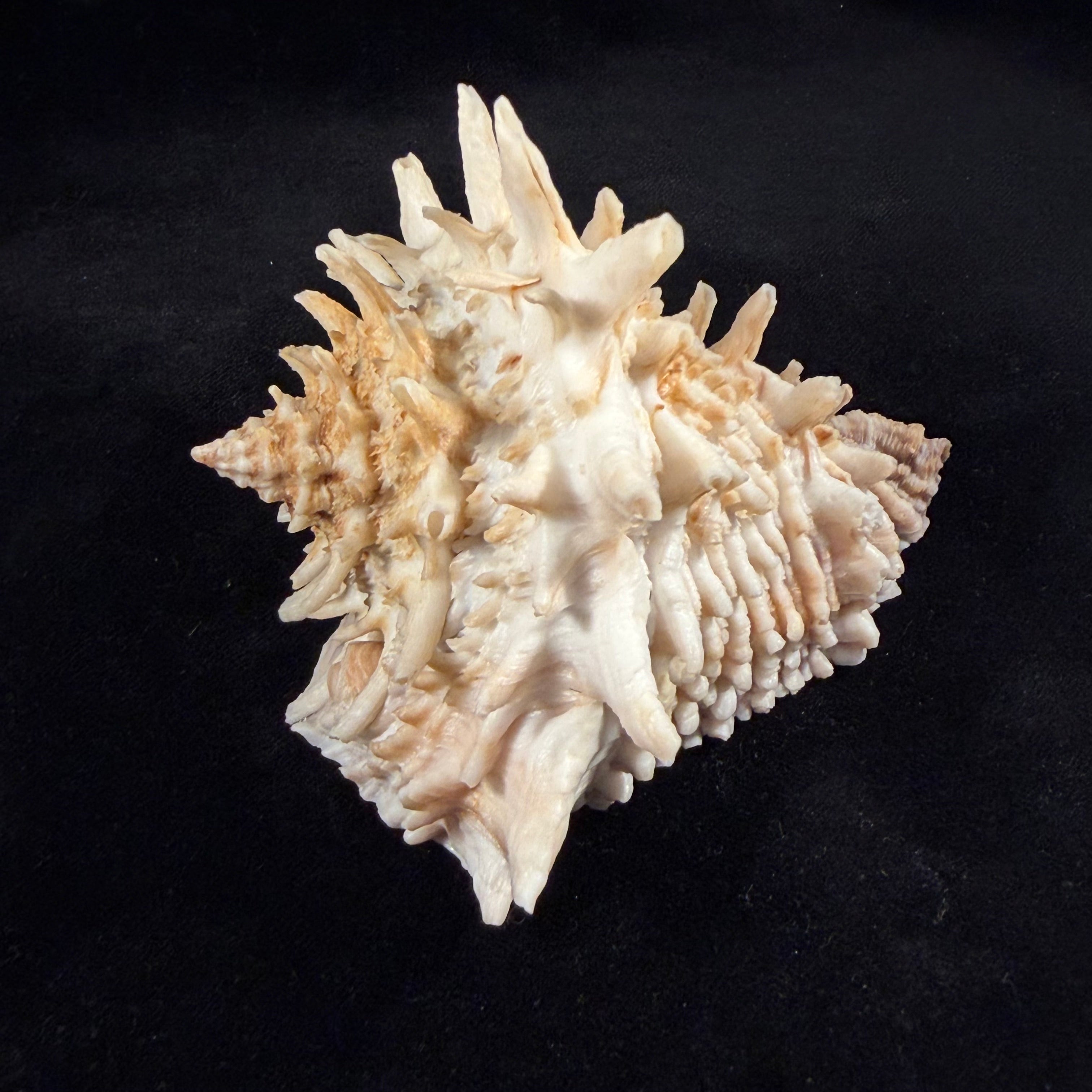 Aristovasum cassiforme (Kiener, 1840) - 108mm