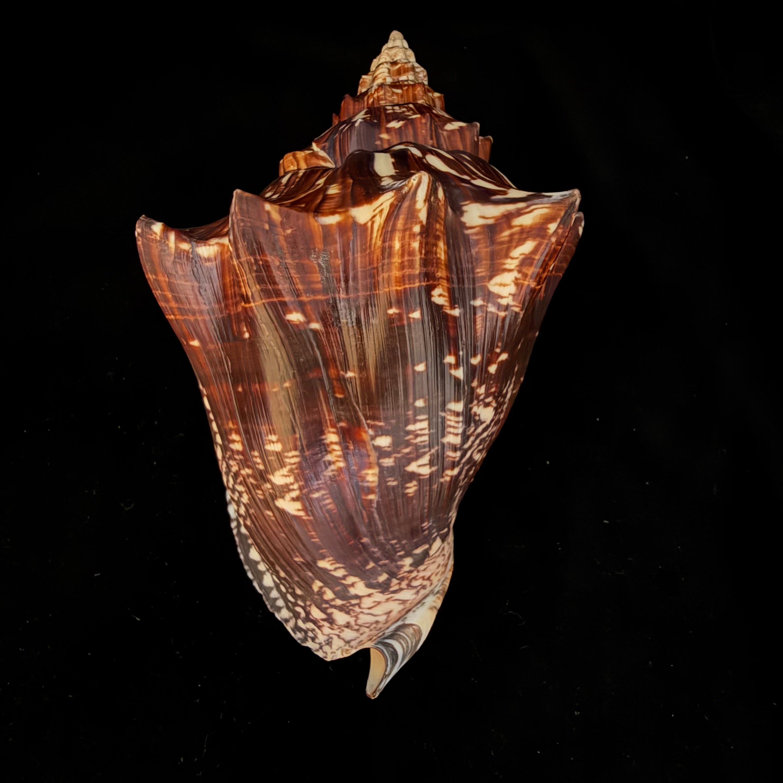 Voluta ebraea Linnaeus, 1758 - 194,1mm