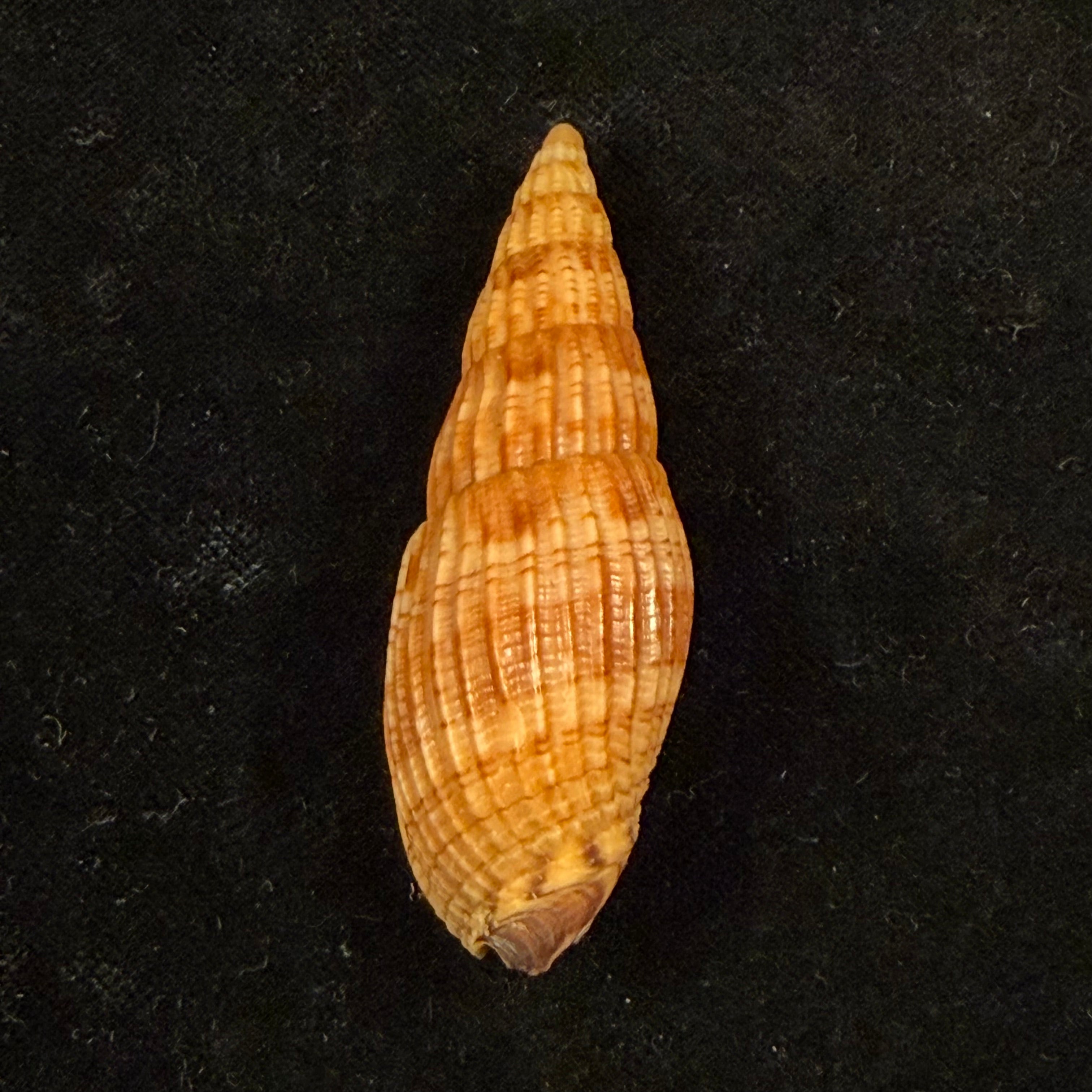 Lyria solangeae Bozzetti, 2008 - 61,6mm