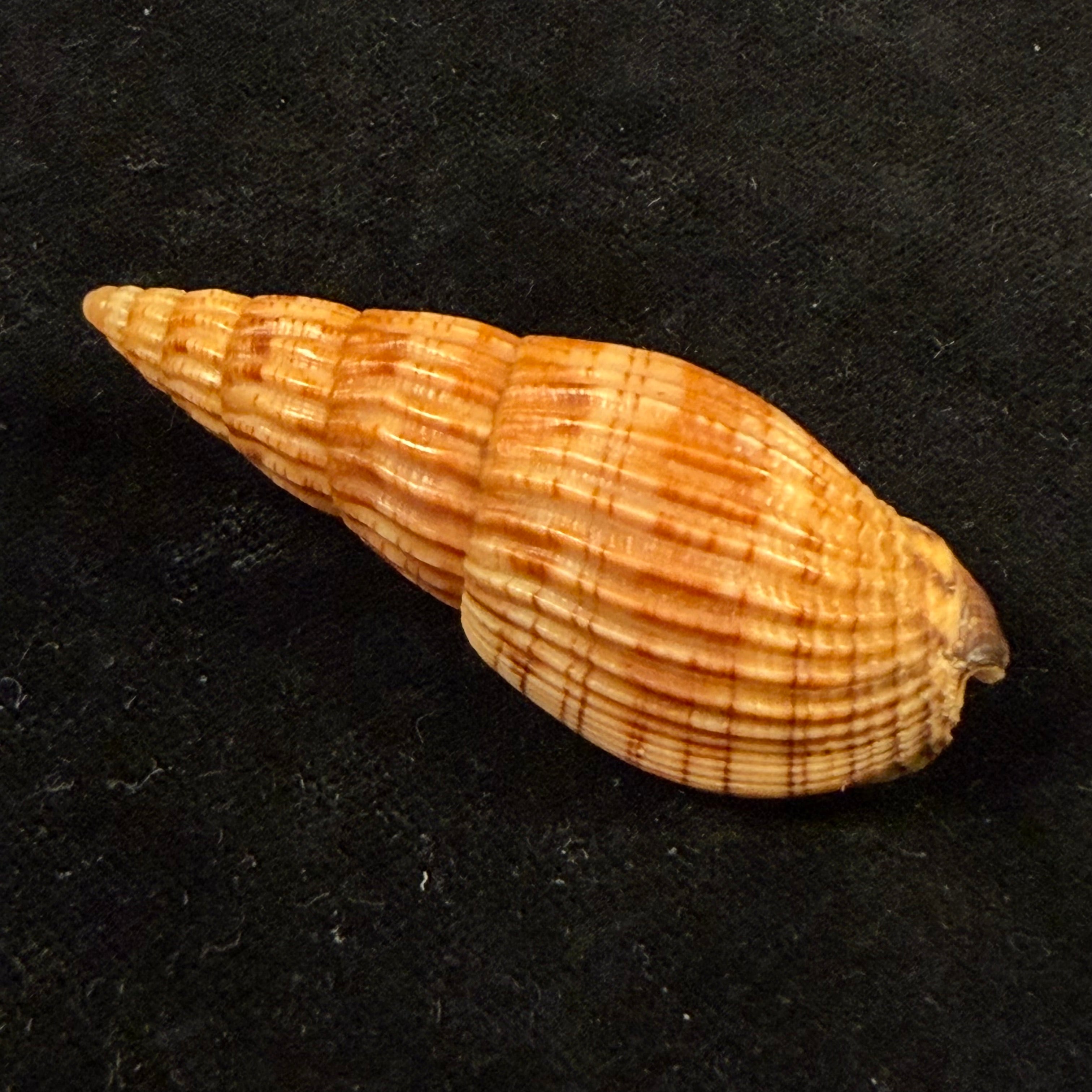 Lyria solangeae Bozzetti, 2008 - 61,6mm