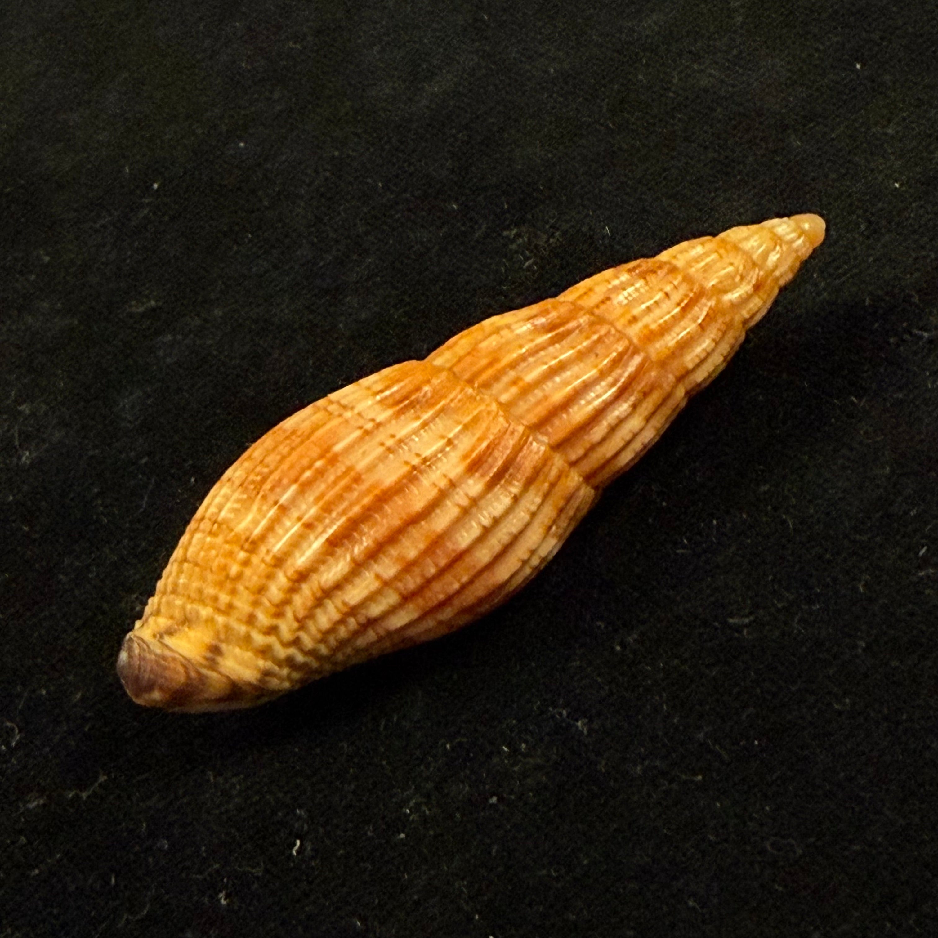 Lyria solangeae Bozzetti, 2008 - 61,6mm