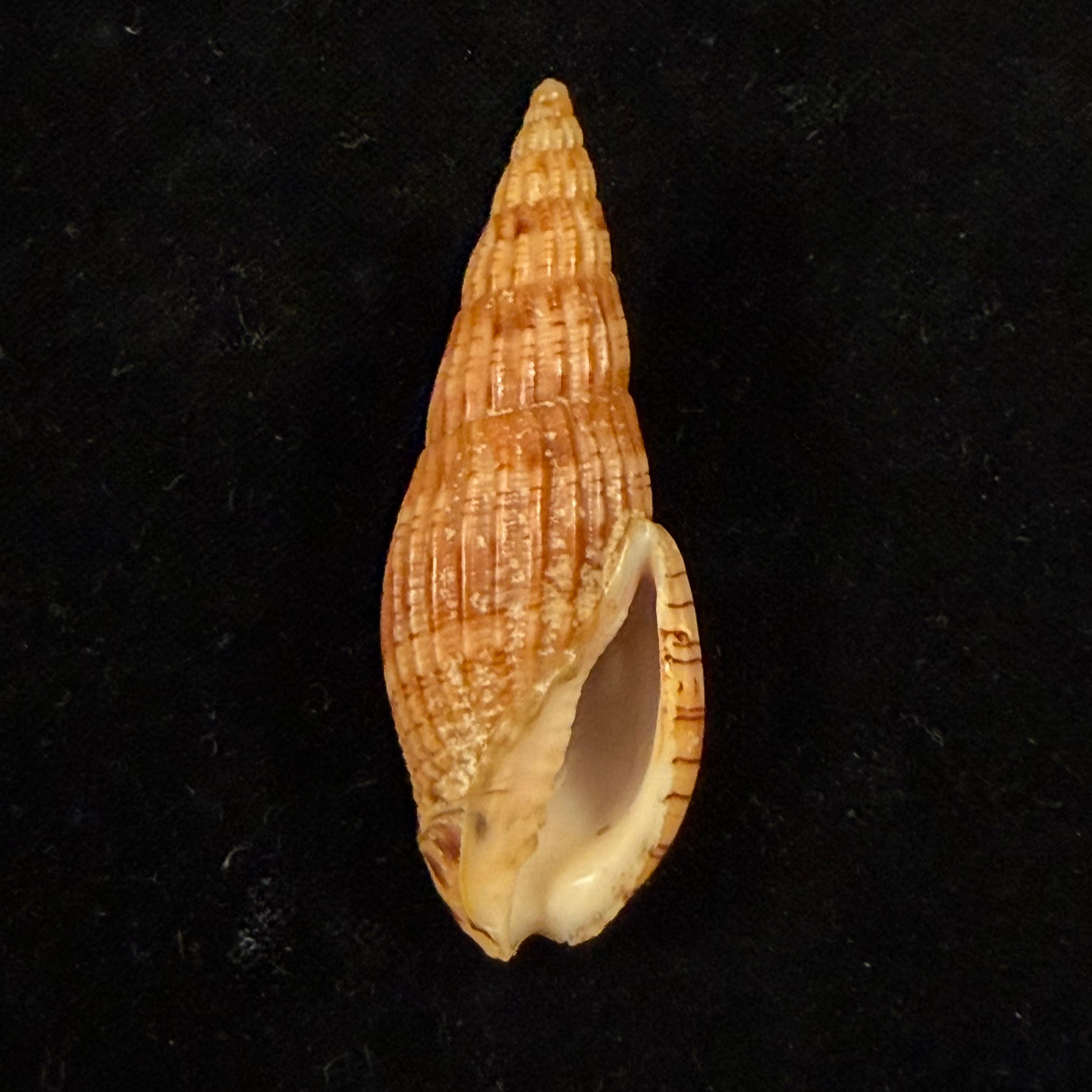 Lyria solangeae Bozzetti, 2008 - 61,6mm