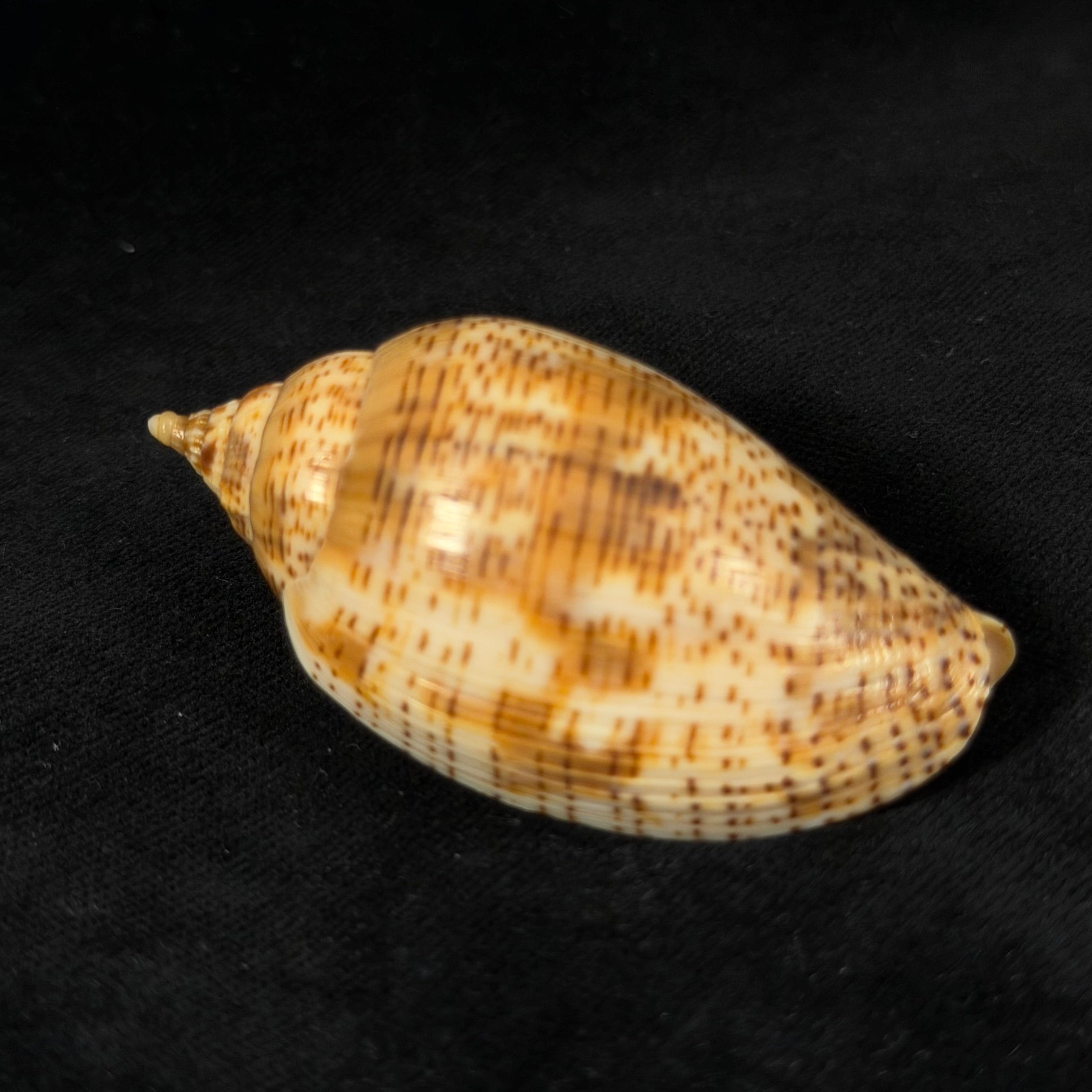 Harpulina lapponica (Linnaeus, 1767) - 64,3mm