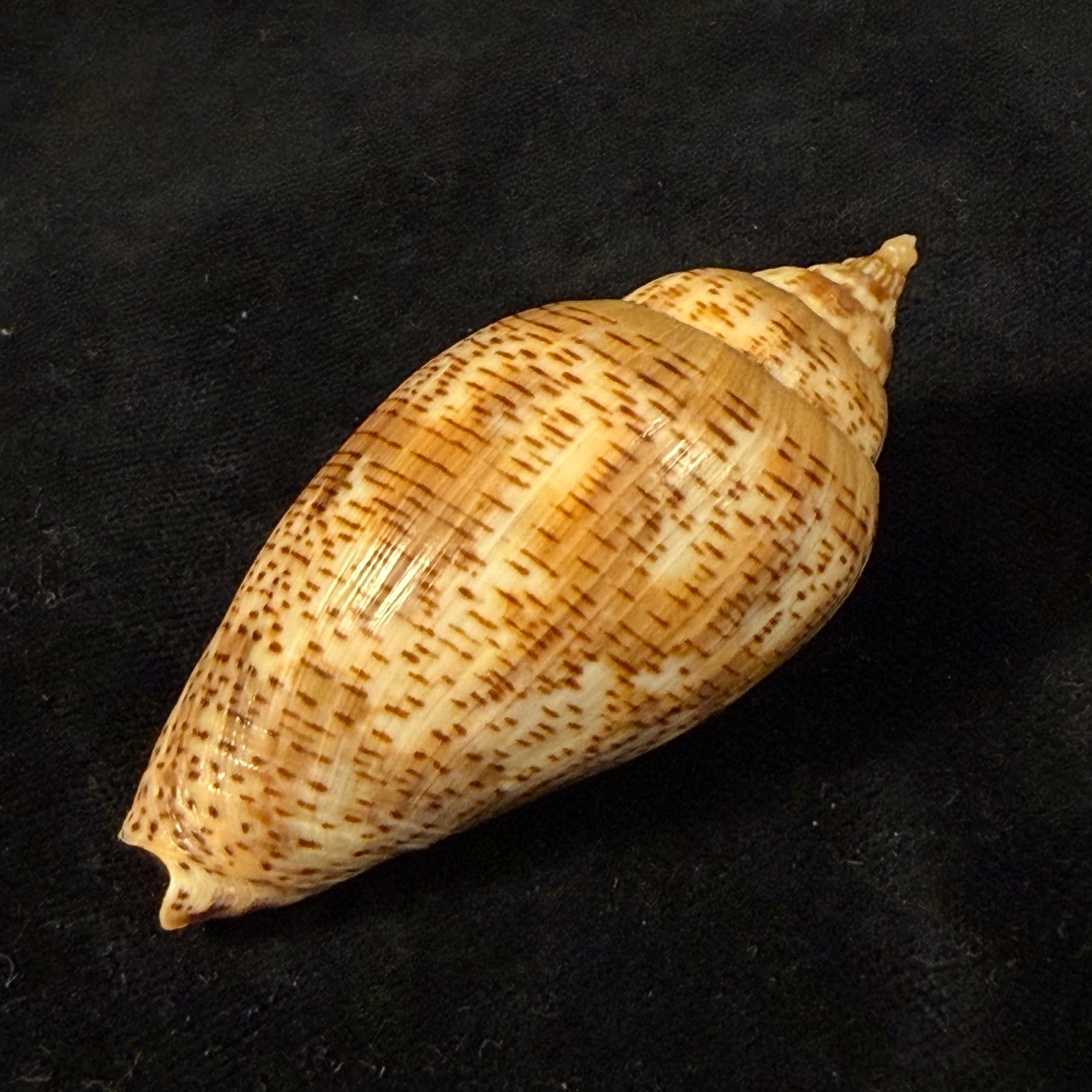 Harpulina lapponica (Linnaeus, 1767) - 64,3mm