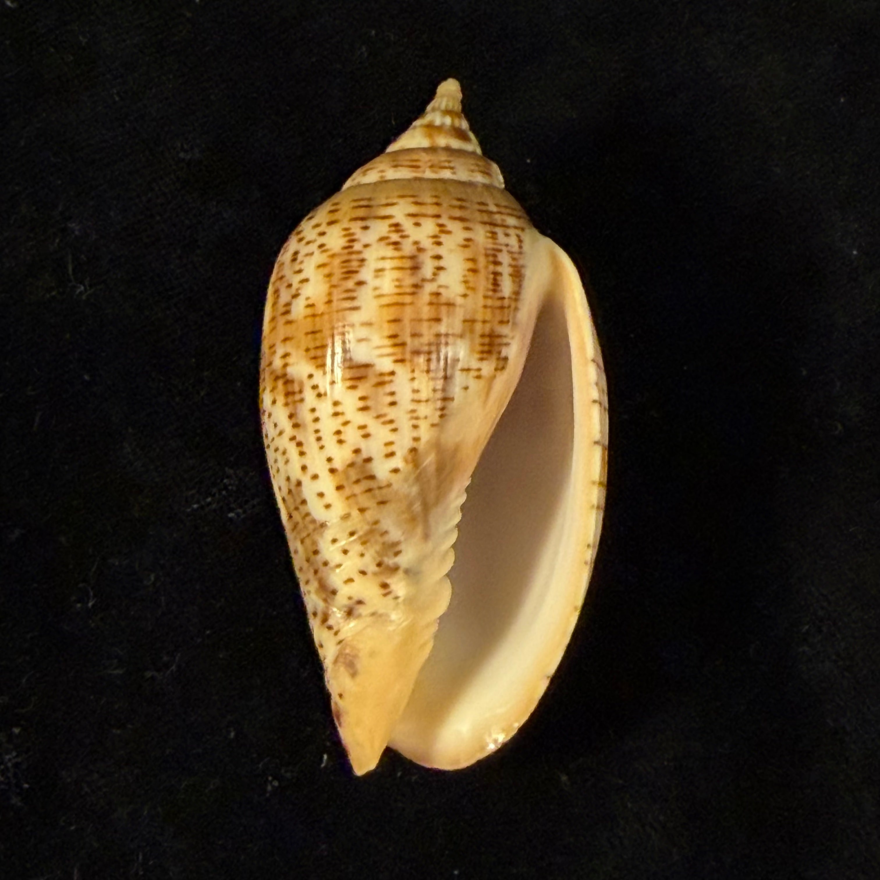 Harpulina lapponica (Linnaeus, 1767) - 64,3mm