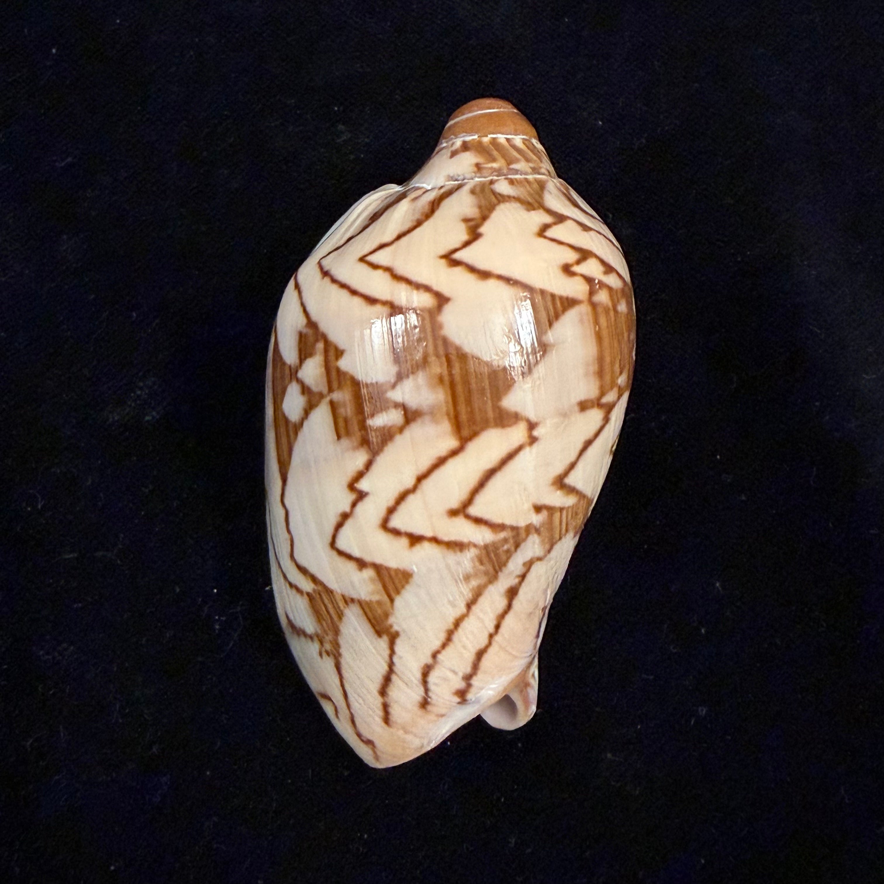 Cymbiola nobilis ([Lightfoot], 1786) - 71,5mm