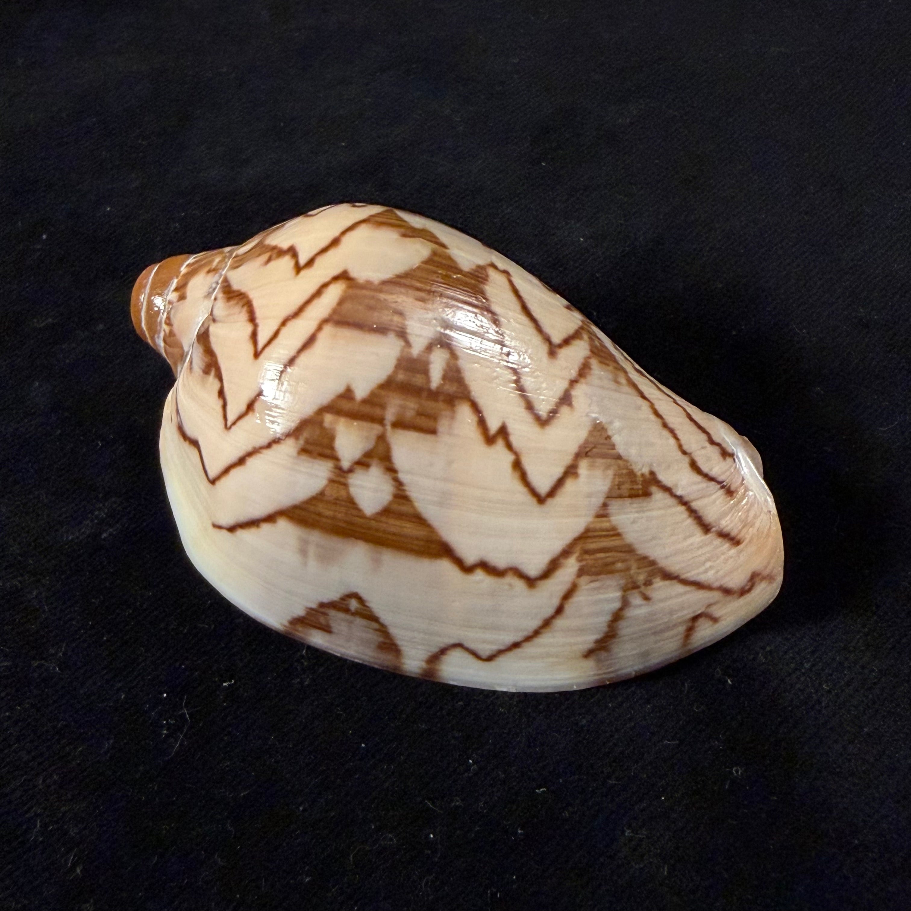 Cymbiola nobilis ([Lightfoot], 1786) - 71,5mm