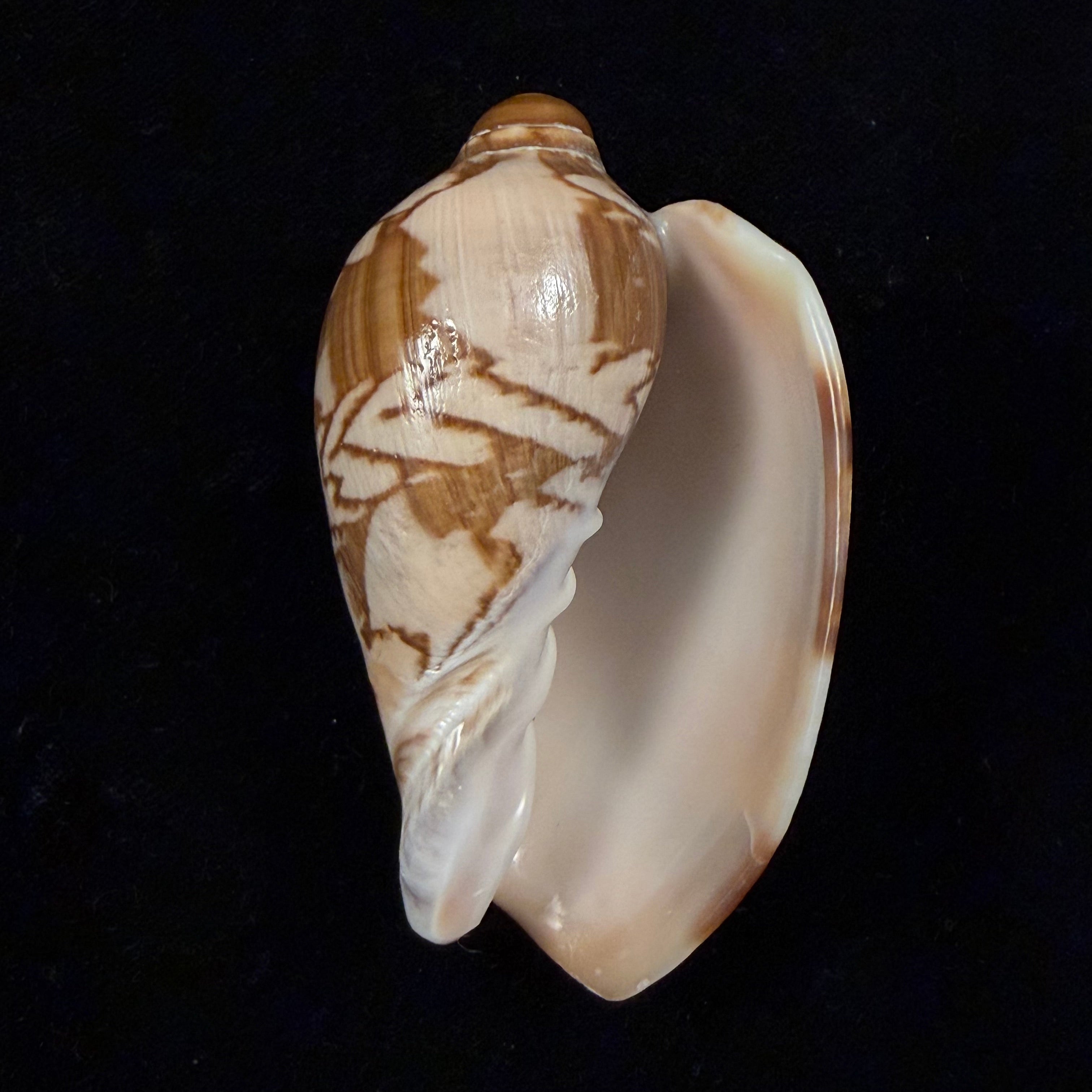 Cymbiola nobilis ([Lightfoot], 1786) - 71,5mm