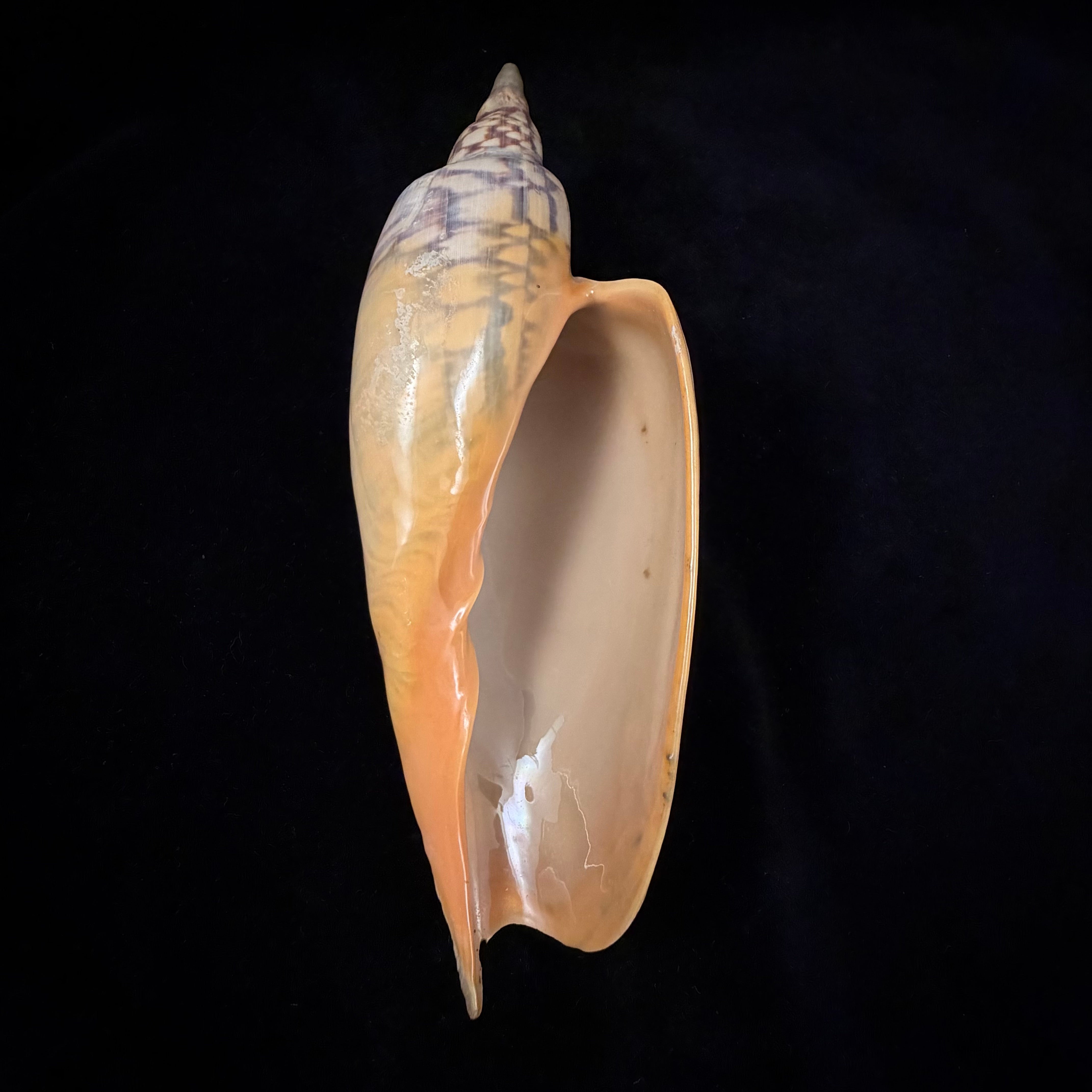 Zidona dufresnei (Donovan, 1823) - 177,3mm