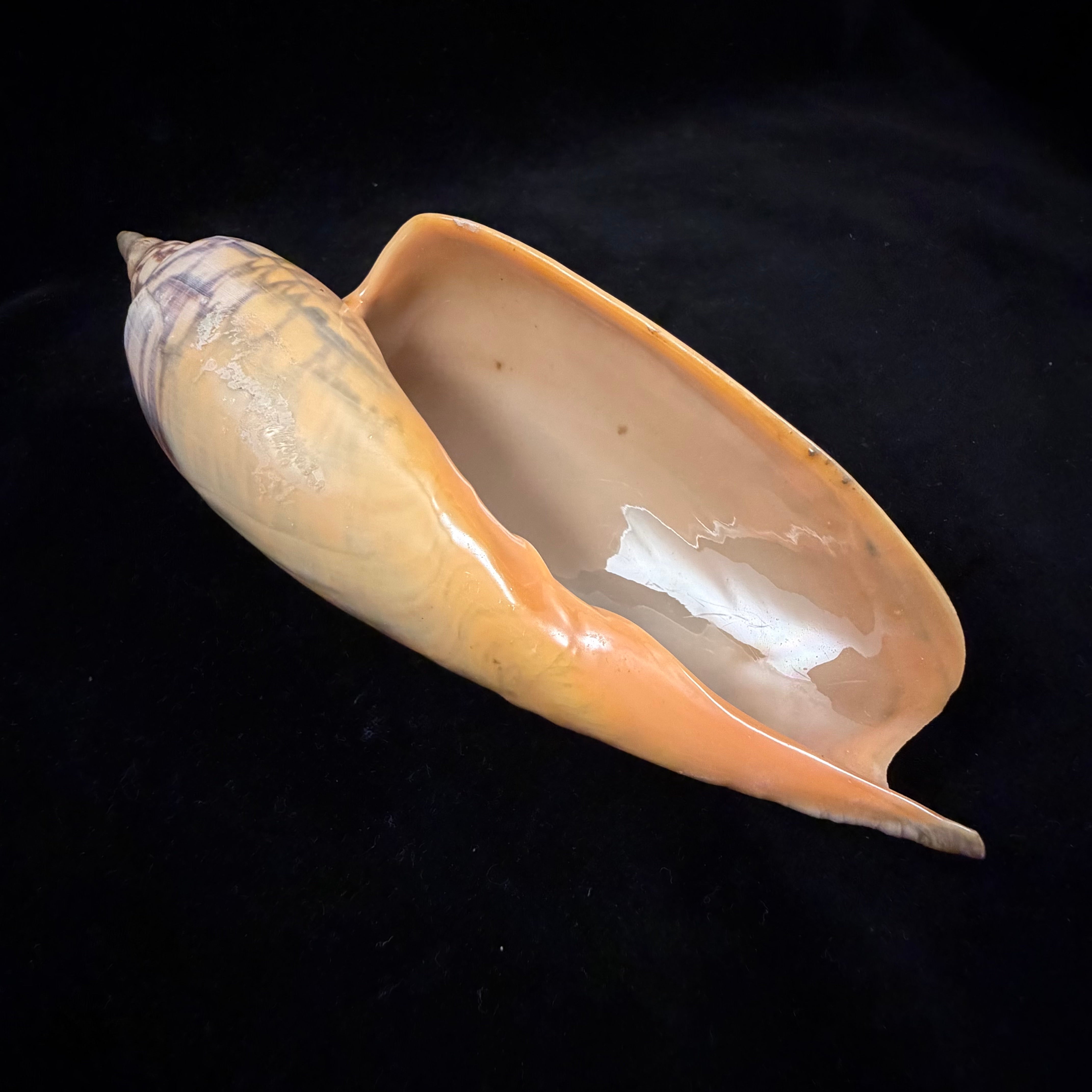 Zidona dufresnei (Donovan, 1823) - 177,3mm