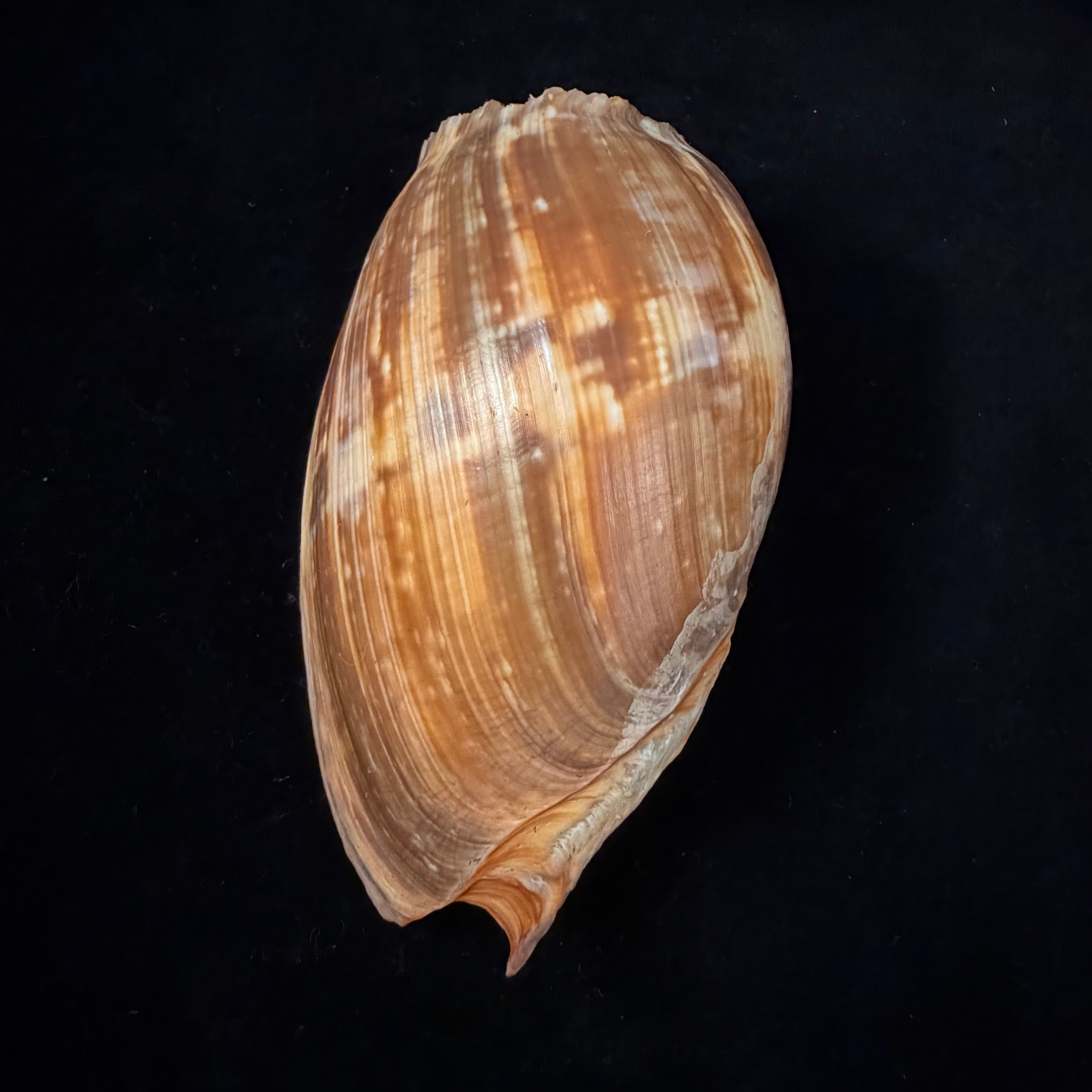 Cymbium marmoratum Link, 1807 - 131,6mm