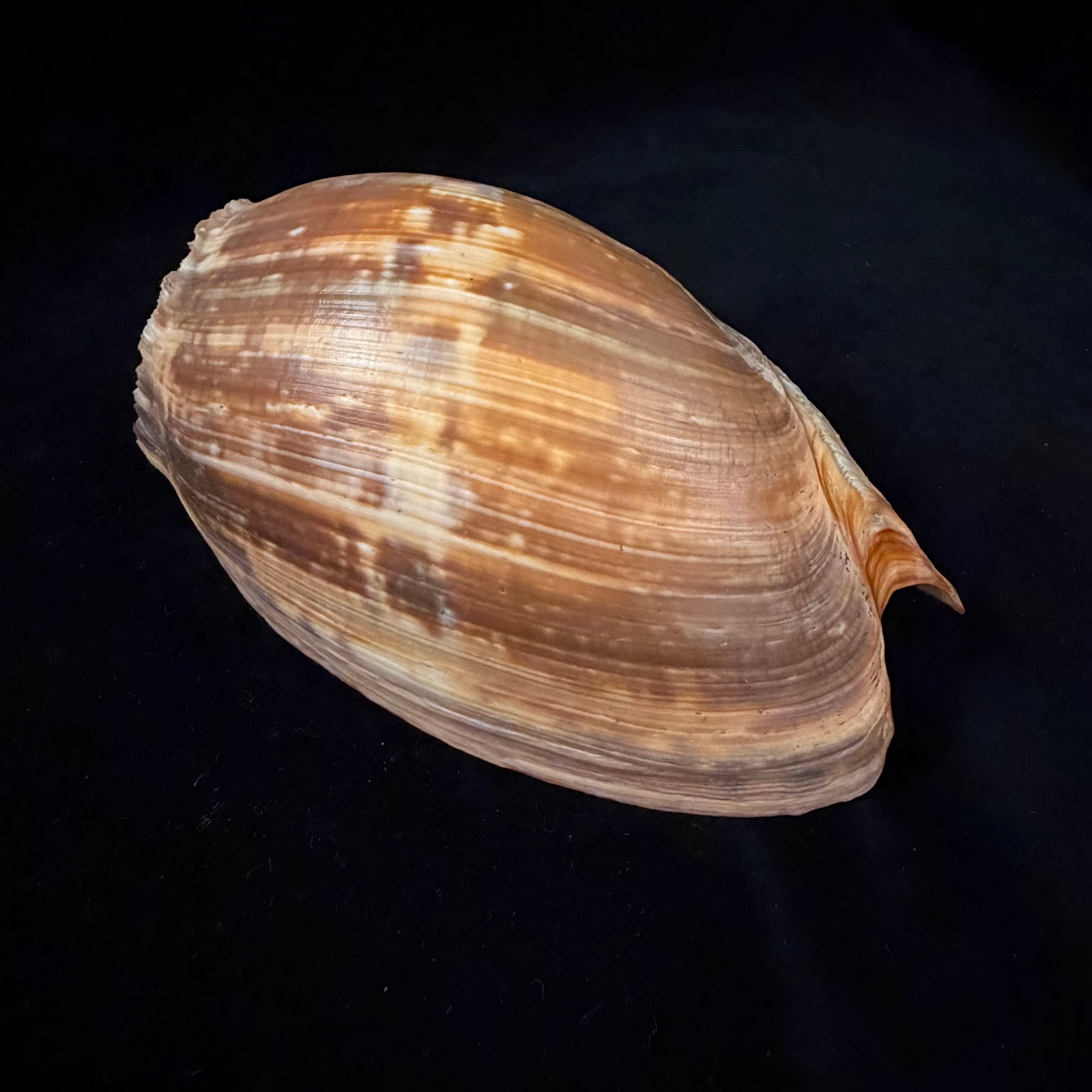 Cymbium marmoratum Link, 1807 - 131,6mm