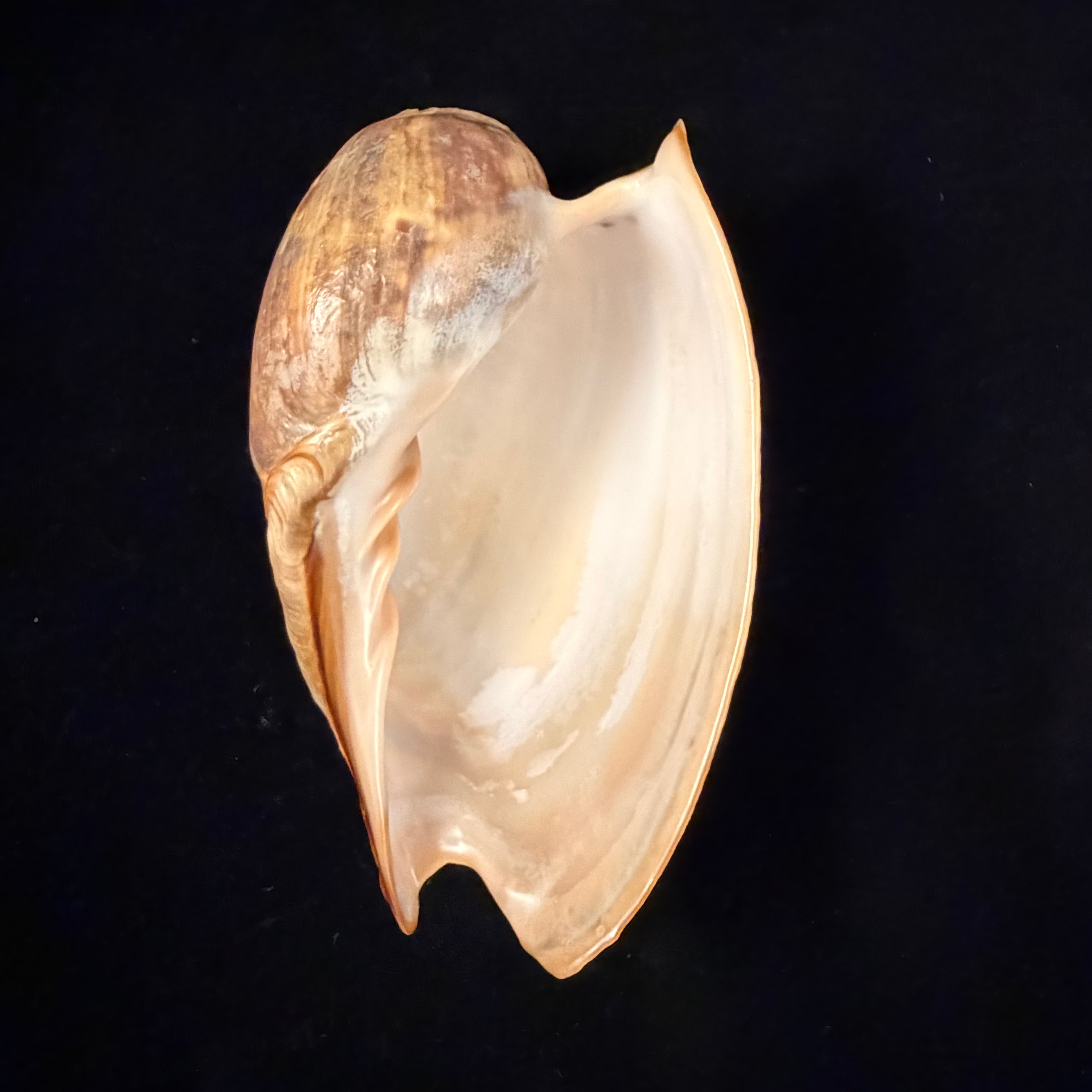 Cymbium marmoratum Link, 1807 - 131,6mm