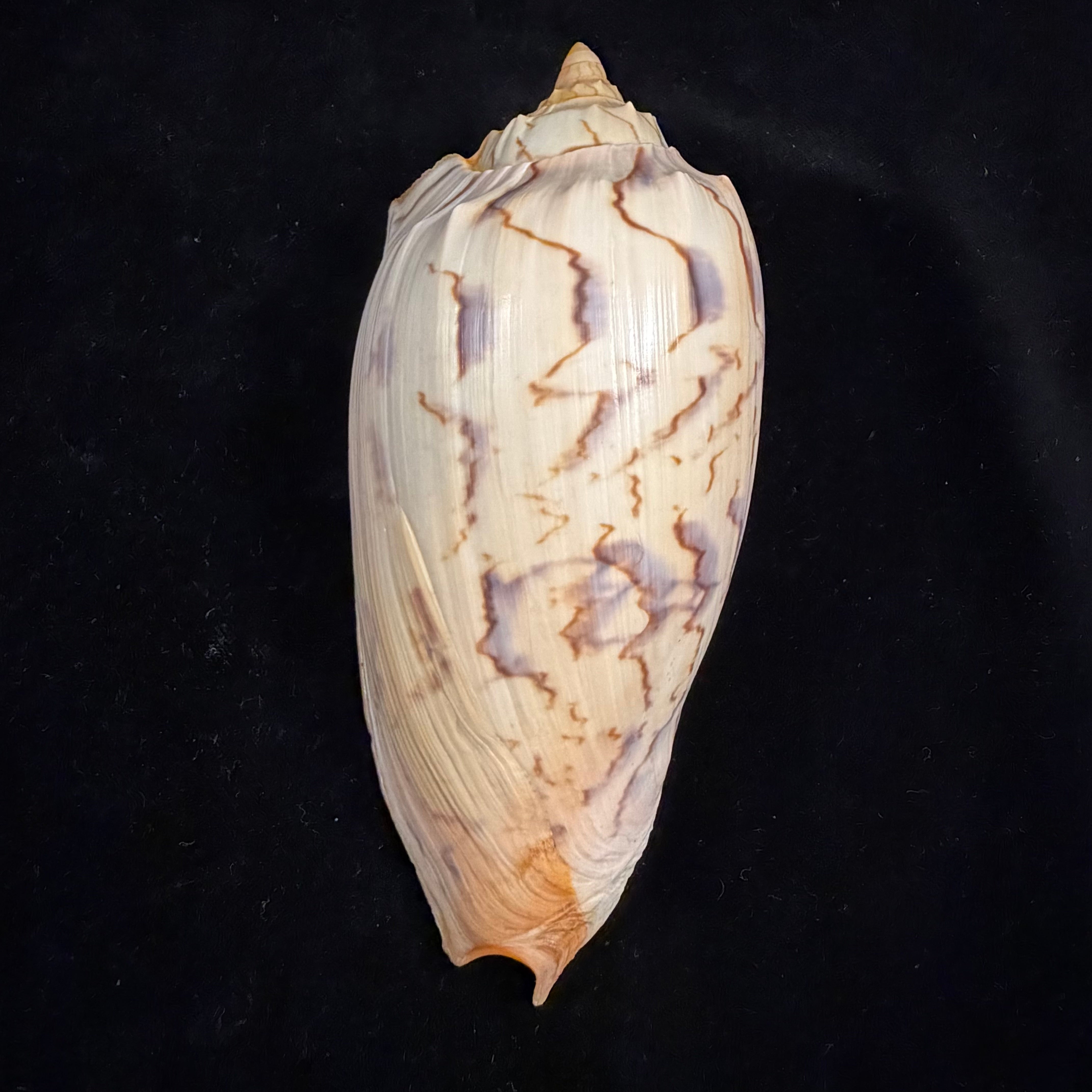 Amoria hunteri (Iredale, 1931) - 148,8mm