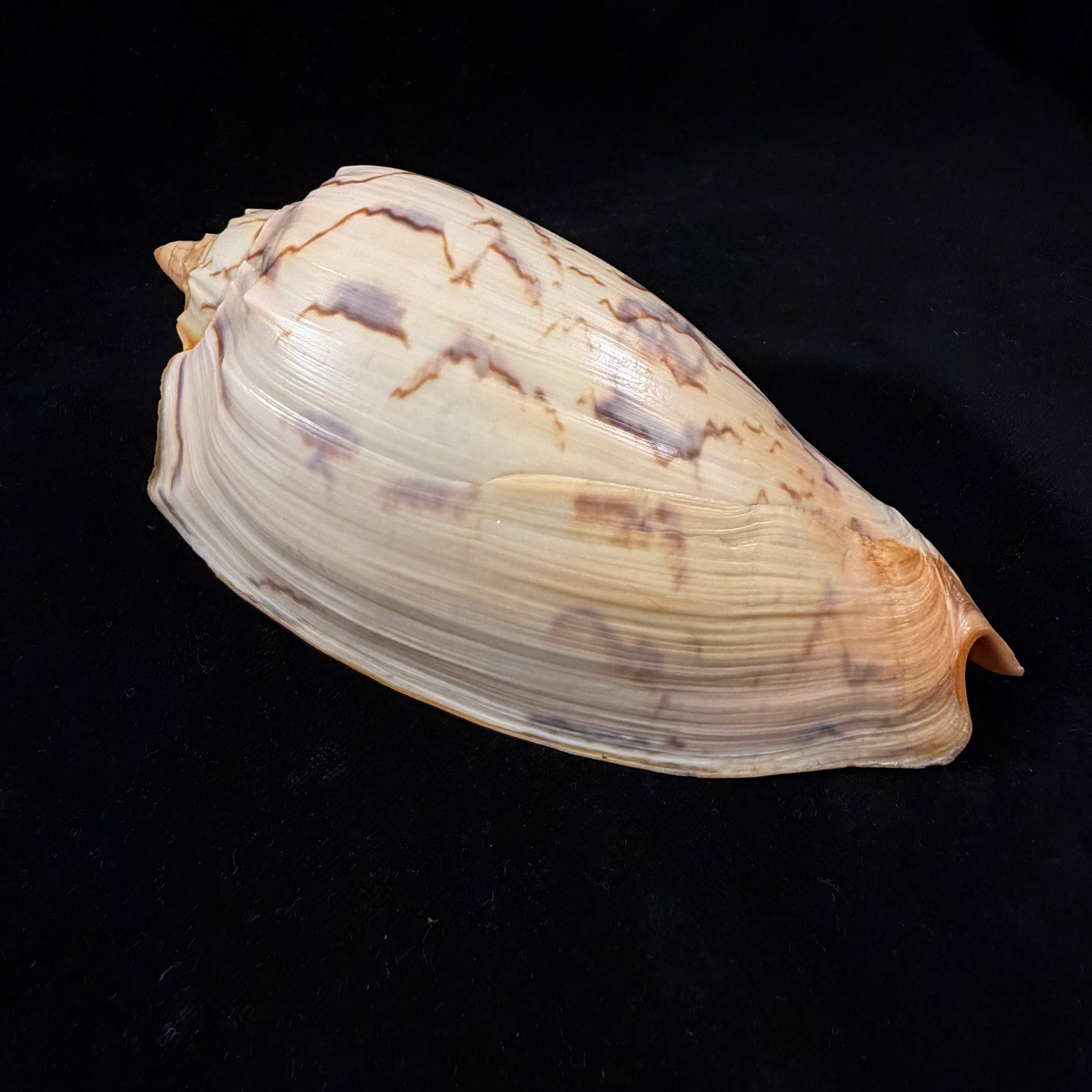 Amoria hunteri (Iredale, 1931) - 148,8mm