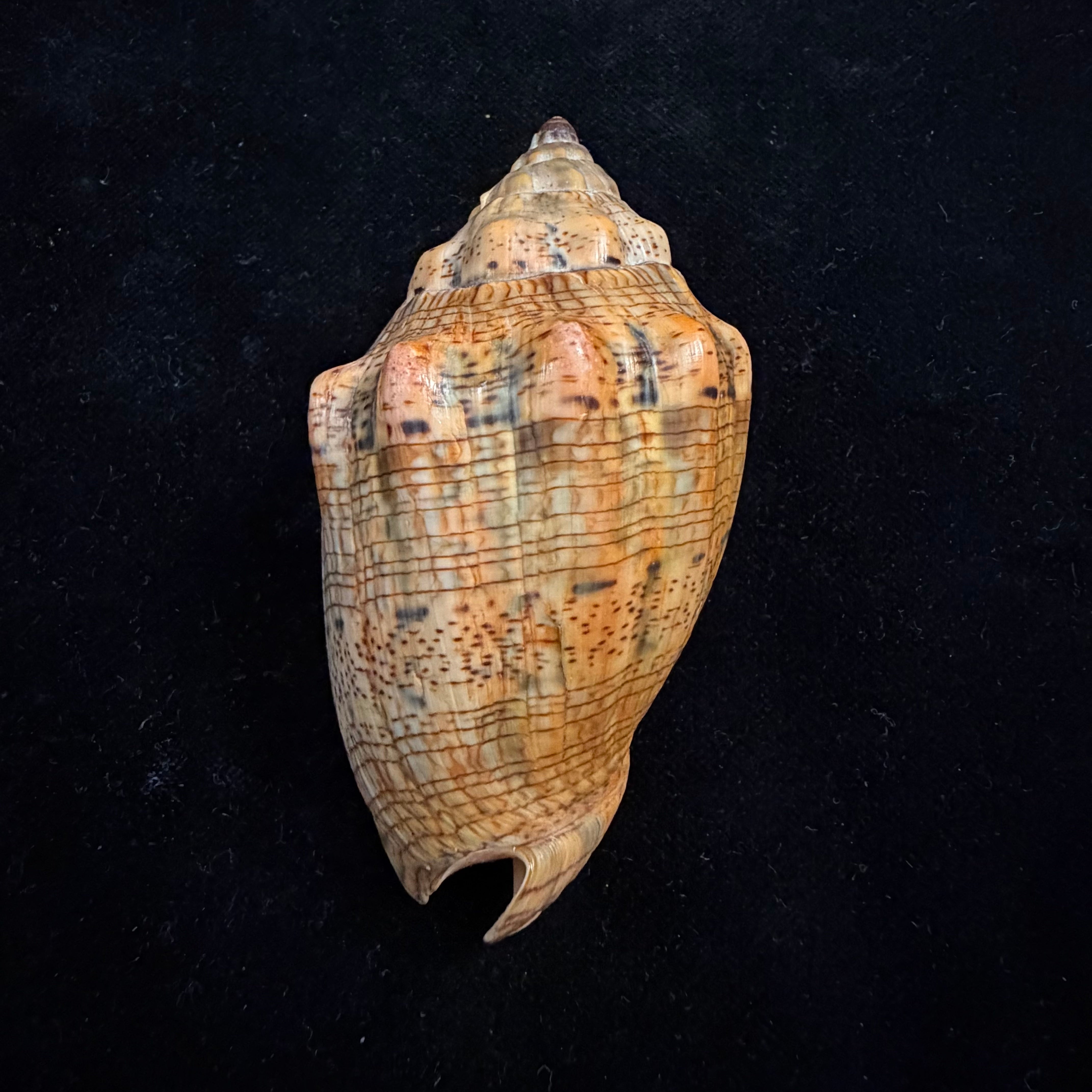 Voluta musica laevigata Lamarck, 1811 - 82,3mm