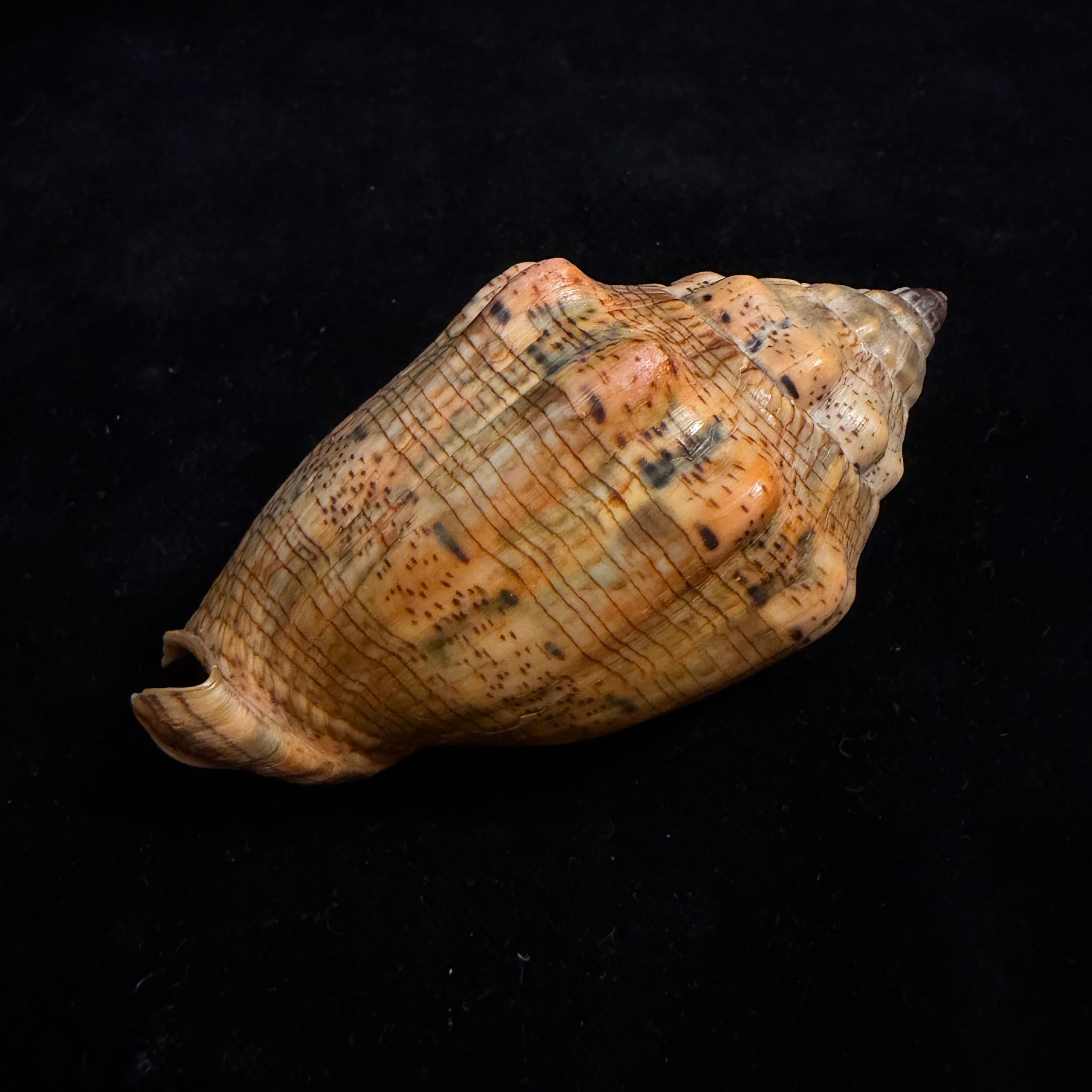 Voluta musica laevigata Lamarck, 1811 - 82,3mm