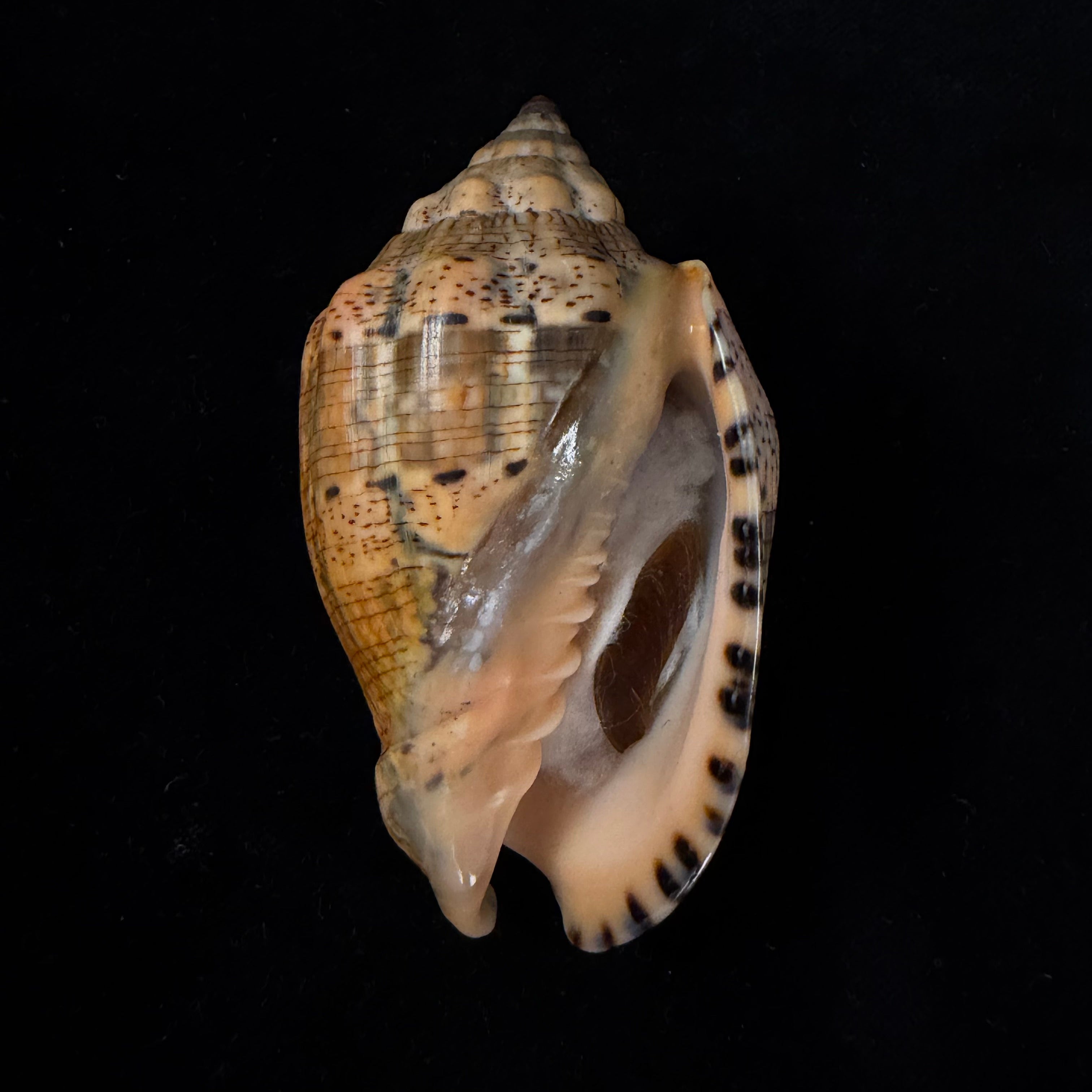Voluta musica laevigata Lamarck, 1811 - 82,3mm