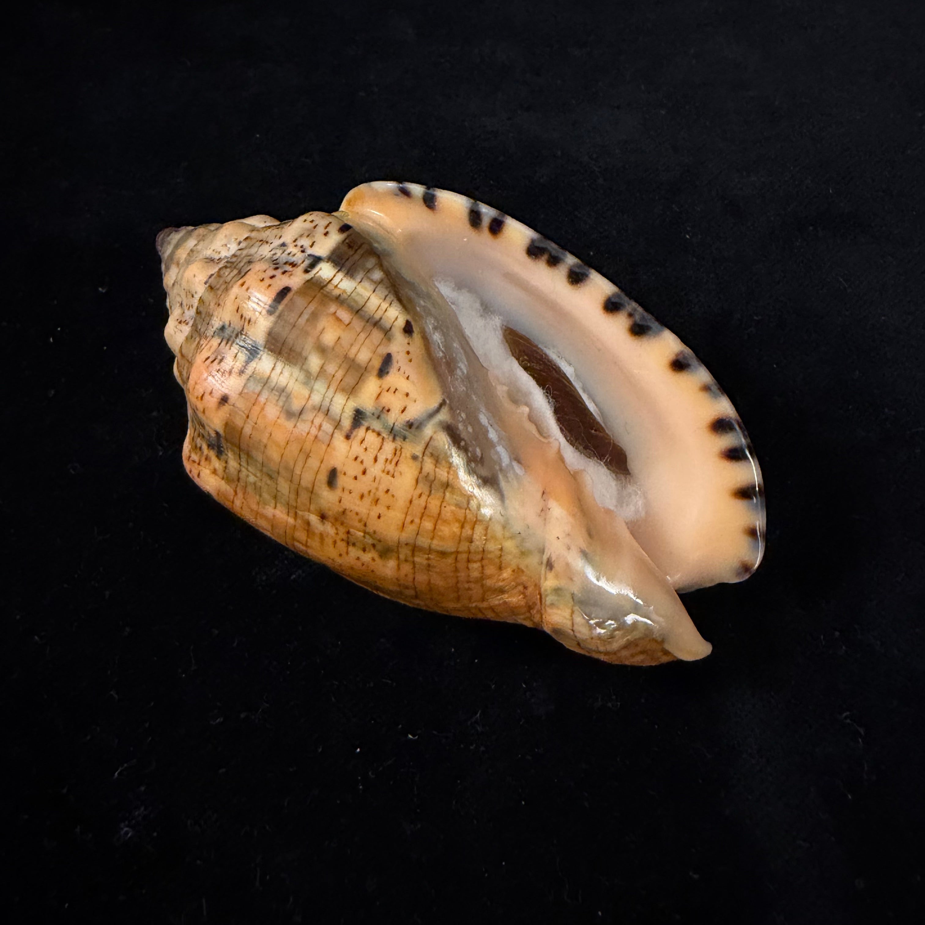 Voluta musica laevigata Lamarck, 1811 - 82,3mm