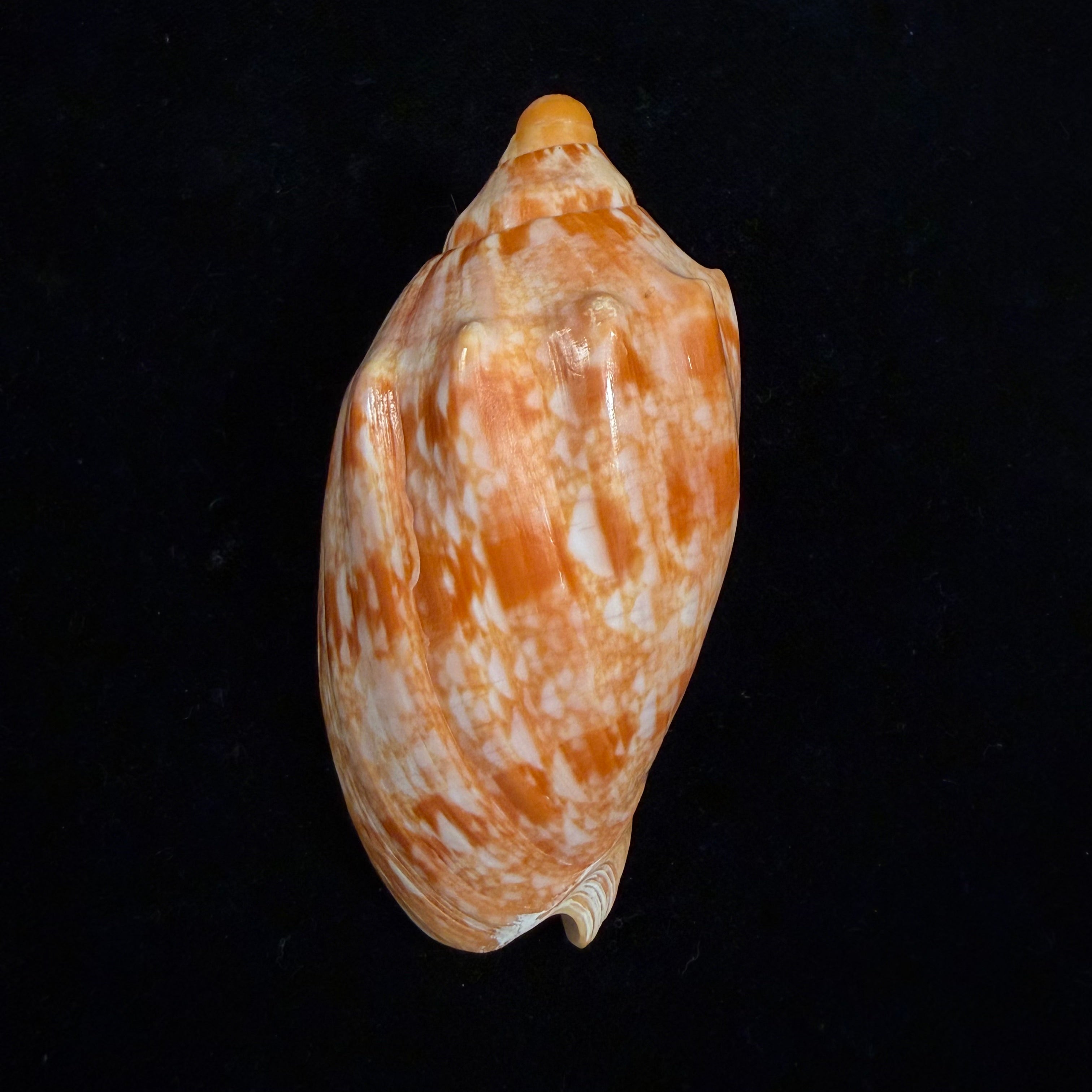 Cymbiola innexa (Reeve, 1849) - 87,8mm