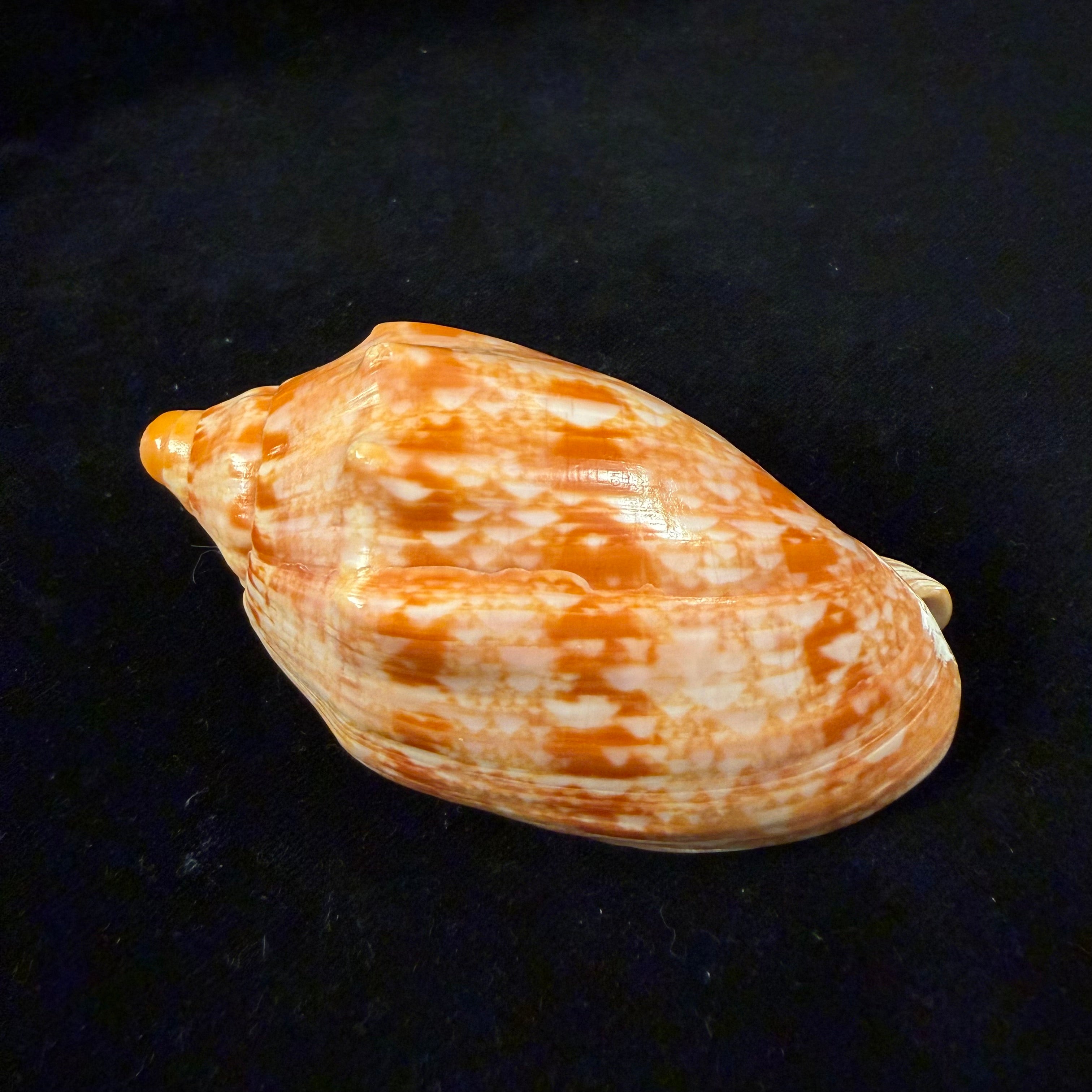 Cymbiola innexa (Reeve, 1849) - 87,8mm