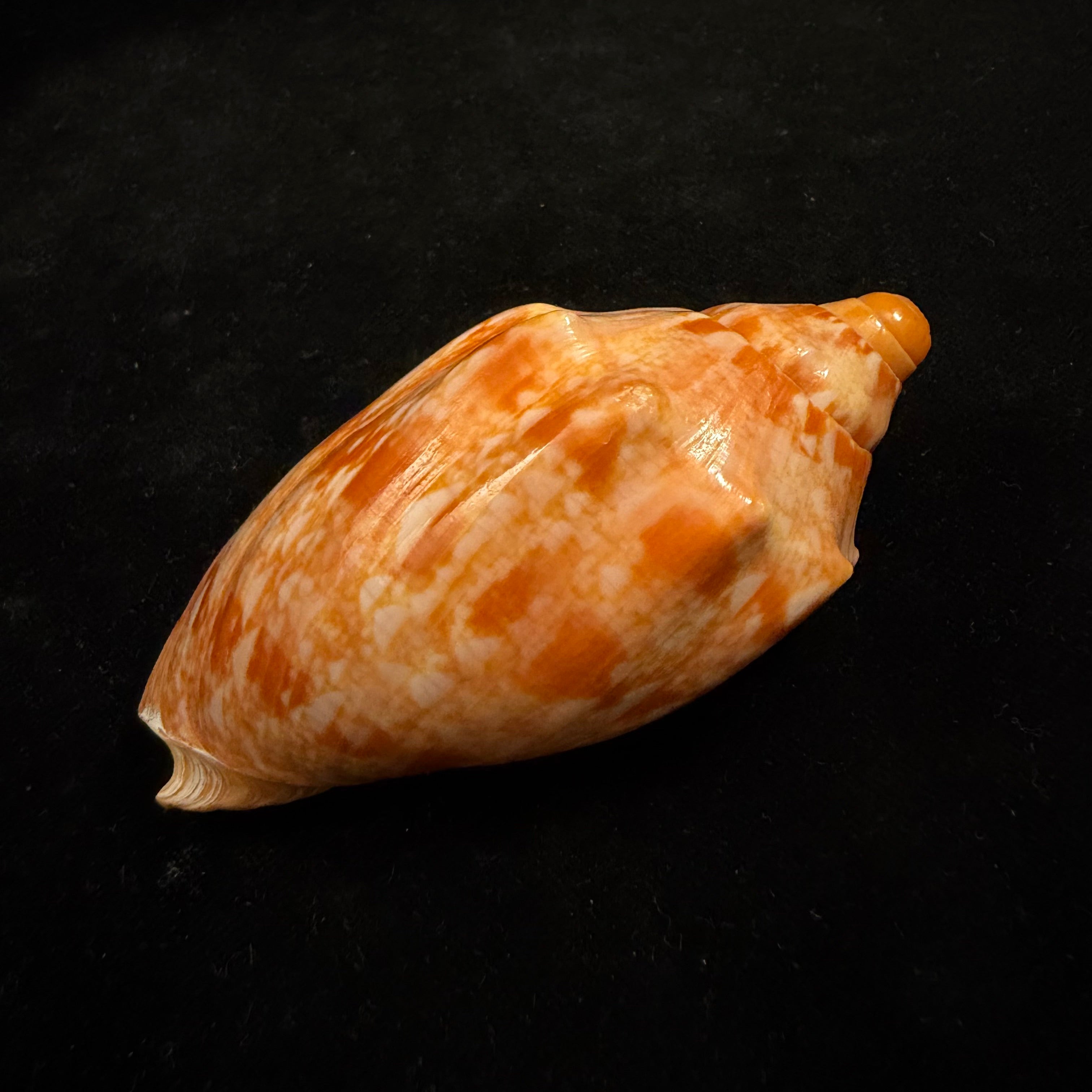 Cymbiola innexa (Reeve, 1849) - 87,8mm