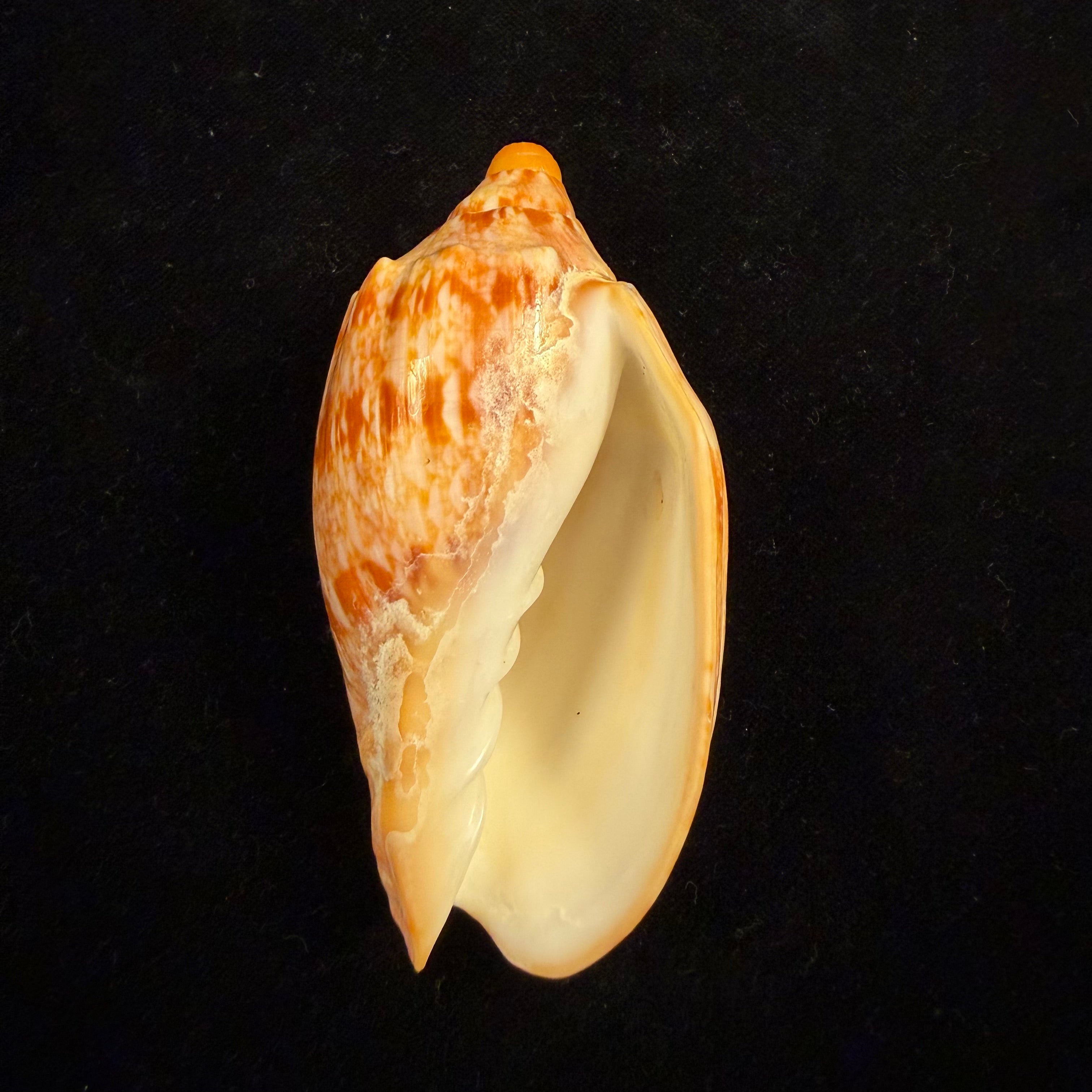 Cymbiola innexa (Reeve, 1849) - 87,8mm